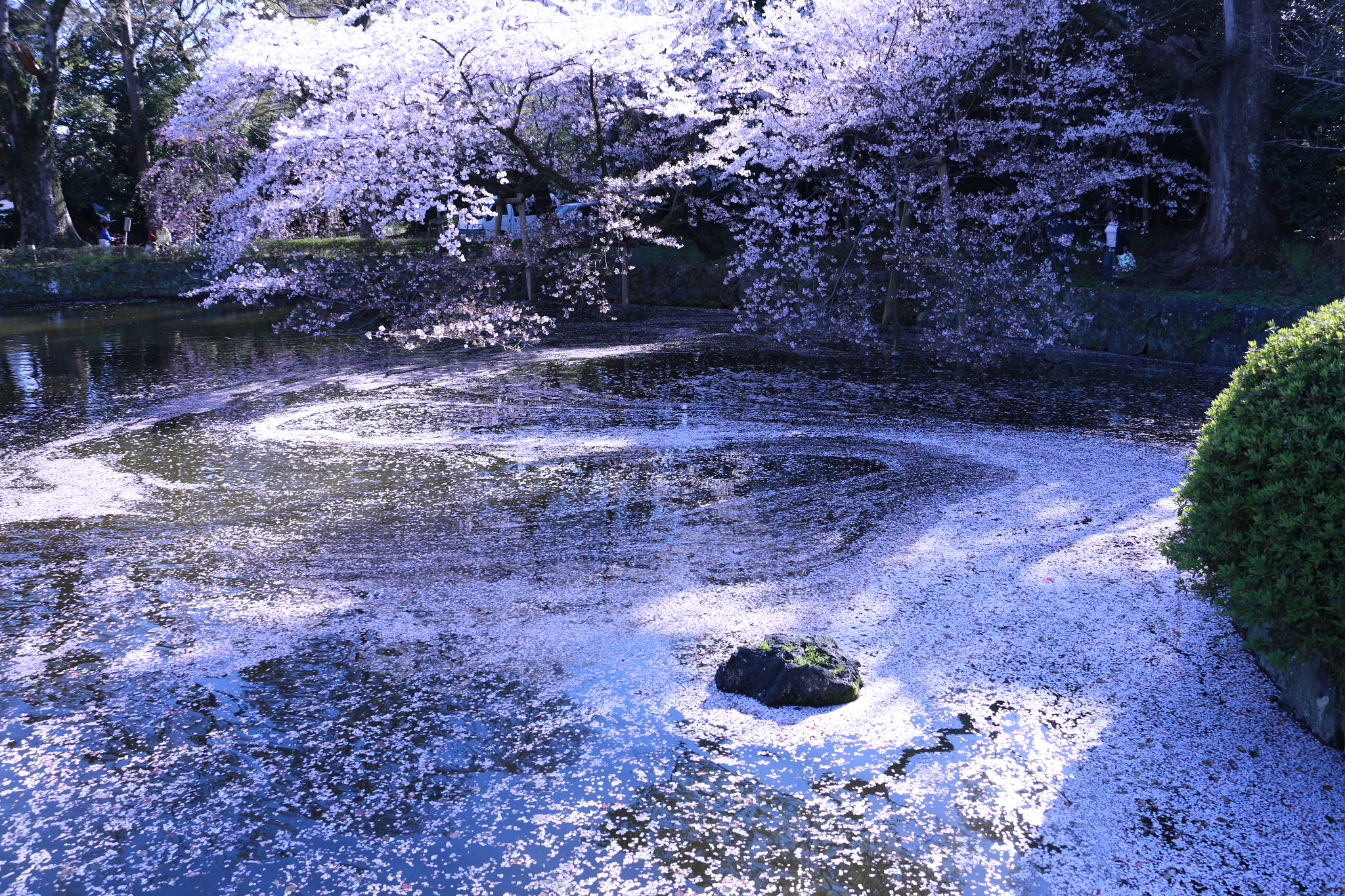 Canon EF-S 18-135mm F3.5-5.6 IS STM sample photo. Cherry blossoms photography