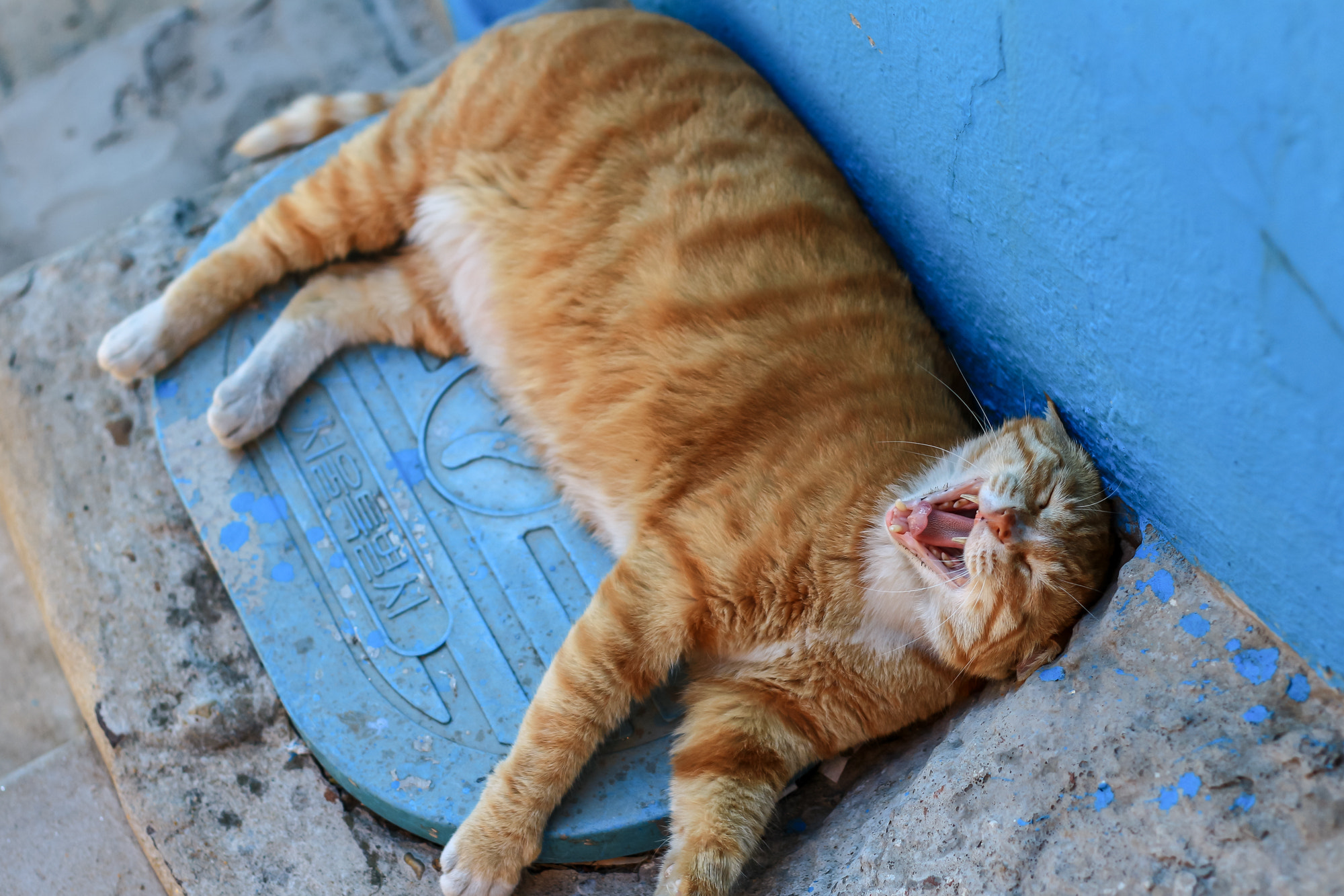 Canon EOS M + Canon EF 50mm F1.8 II sample photo. Cat photography