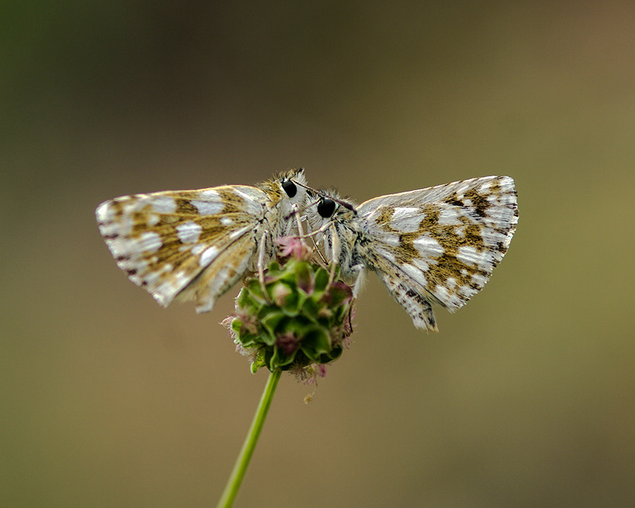 Pentax K20D + smc PENTAX-FA Macro 100mm F2.8 sample photo. Two buterfly photography