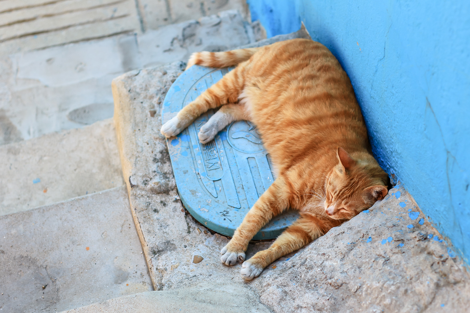 Canon EOS M + Canon EF 50mm F1.8 II sample photo. Sleeping cat photography
