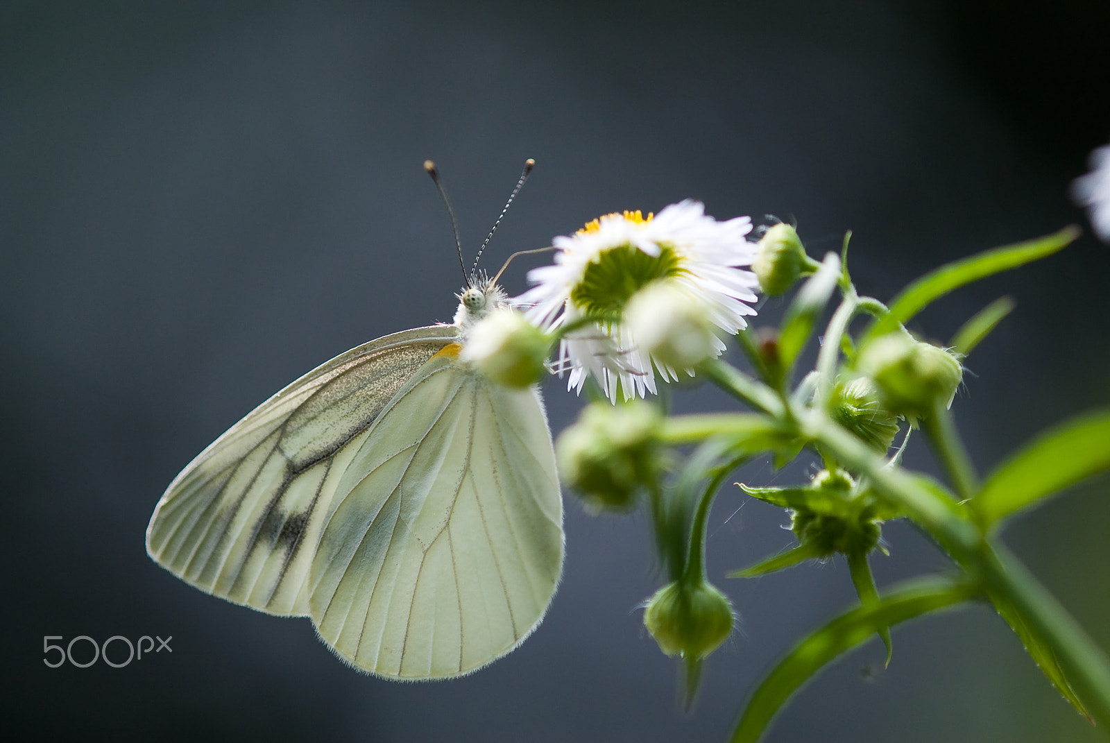 Sony Alpha DSLR-A200 + Tamron SP AF 180mm F3.5 Di LD (IF) Macro sample photo. The gray-veined white 2 photography