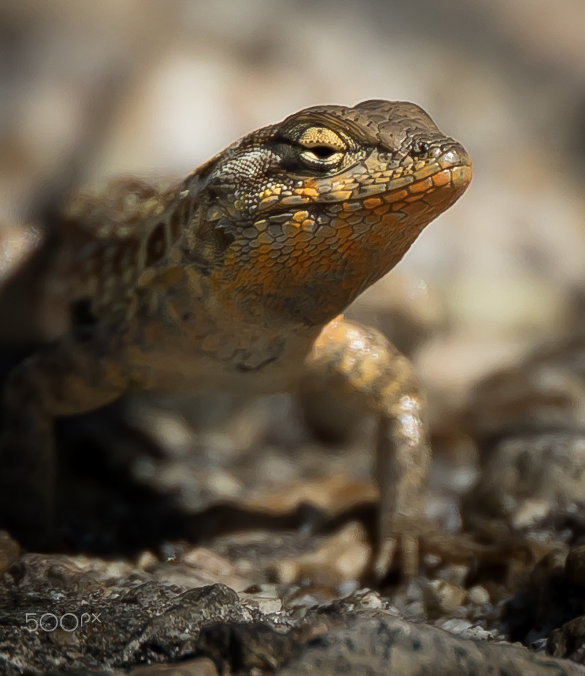 Canon EOS 7D Mark II + Canon EF 400mm F4 DO IS II USM sample photo. Lizard sunning photography