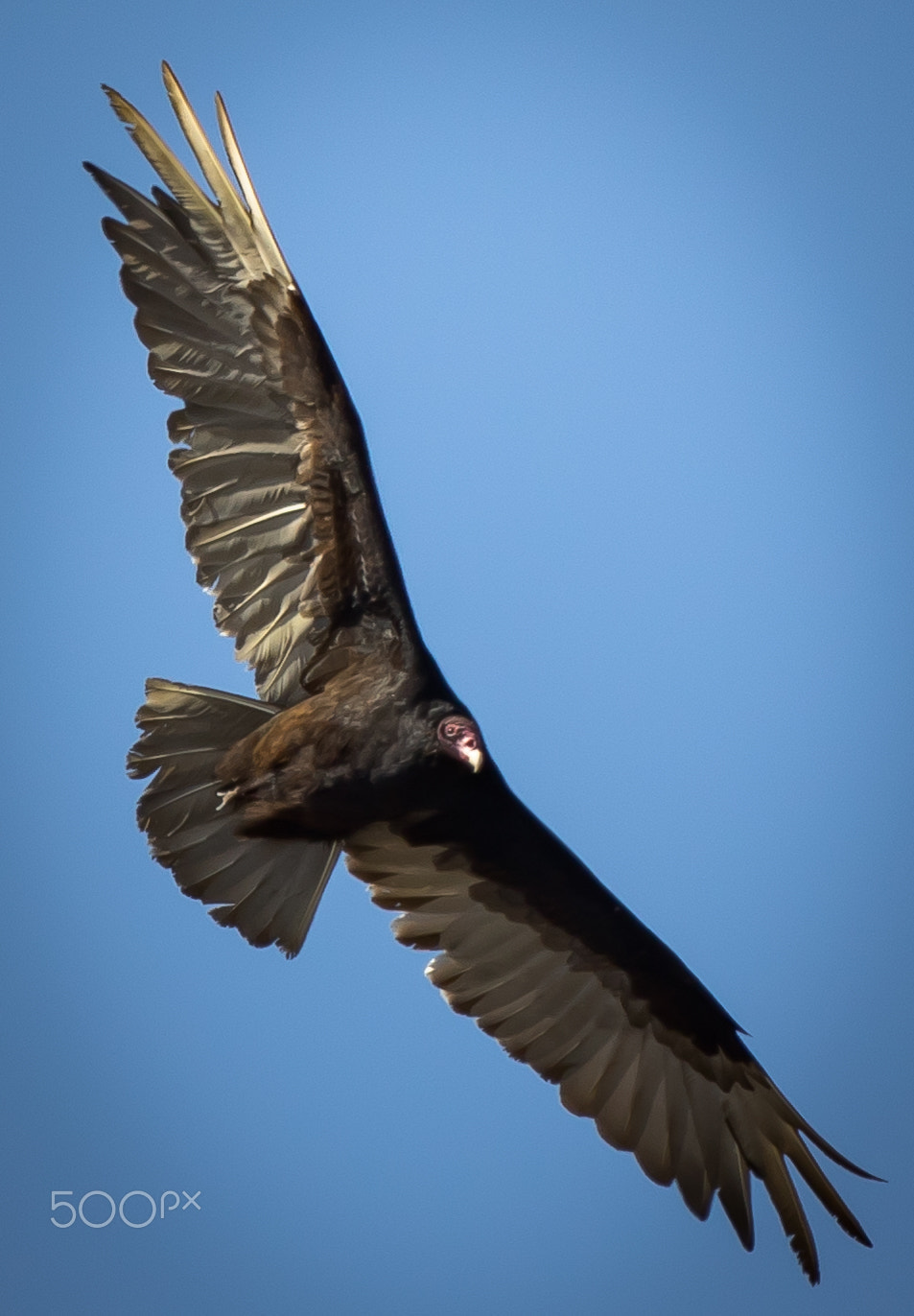 Canon EF 400mm F4 DO IS II USM sample photo. Turkey vulture soaring photography
