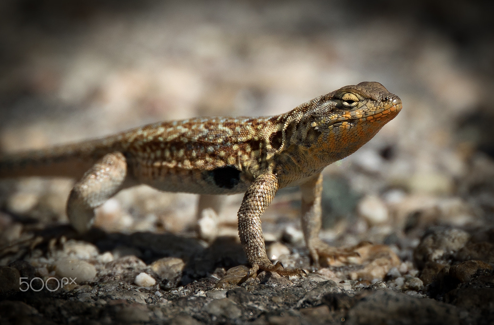 Canon EOS 7D Mark II + Canon EF 400mm F4 DO IS II USM sample photo. Lizard sunning photography