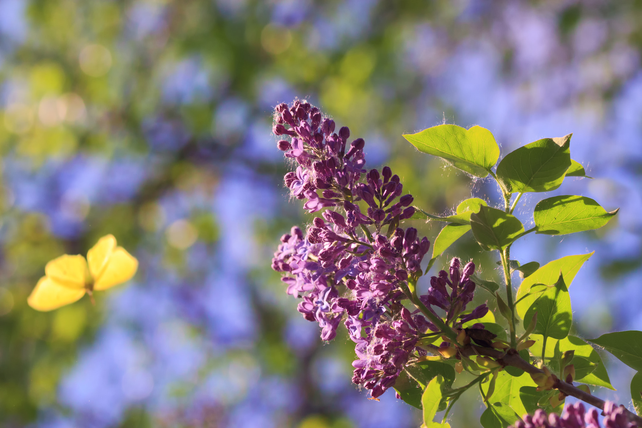 Sigma 105mm F2.8 EX DG OS HSM sample photo. Lilac and butterfly photography