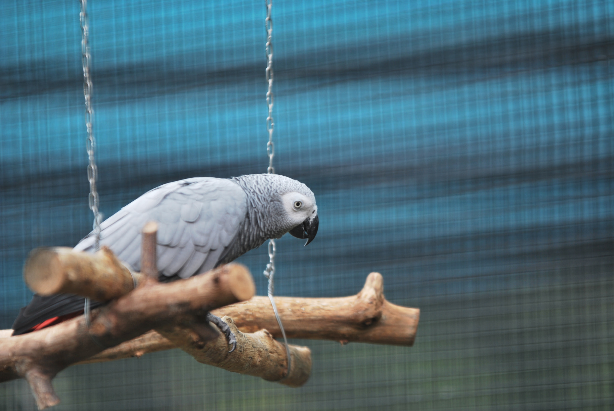 Sigma 70-200mm F2.8 EX DG OS HSM sample photo. 九龙公园 photography