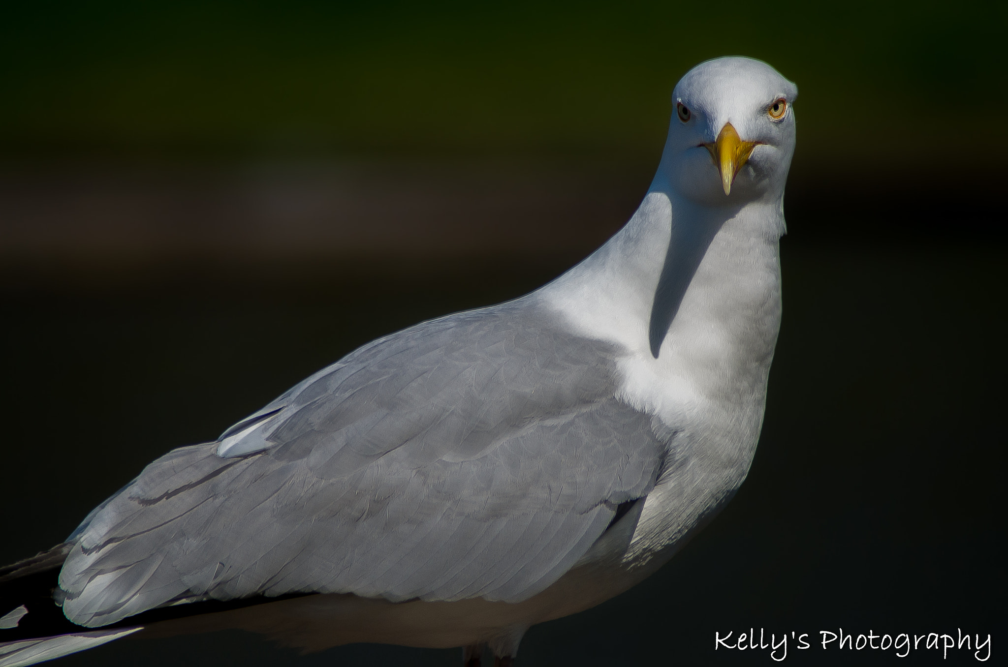 Tamron AF 70-300mm F4-5.6 Di LD Macro sample photo. European herring gull

 photography