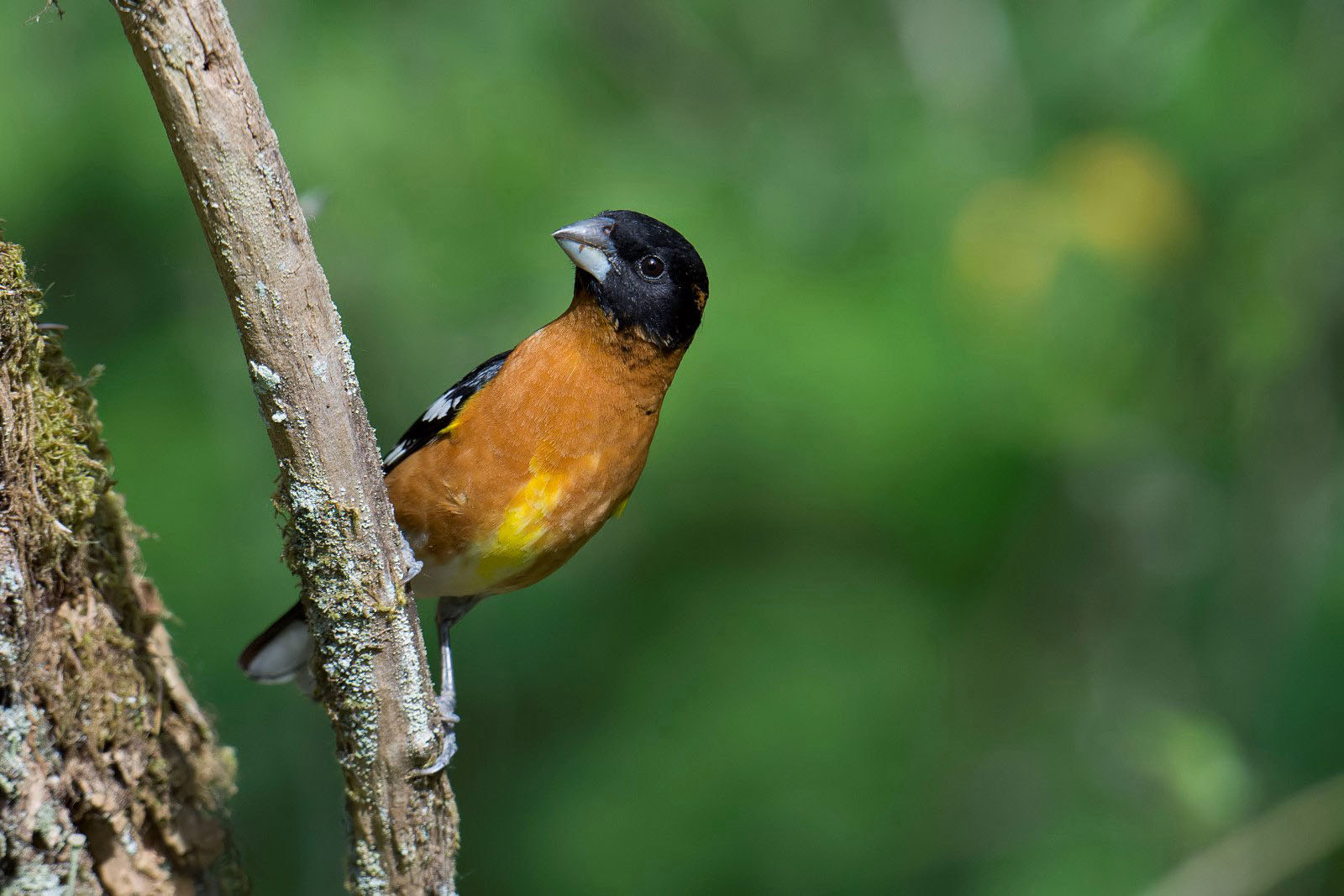 Nikon D7200 + Nikon AF-S Nikkor 500mm F4G ED VR sample photo. Black-headed grosbeak photography