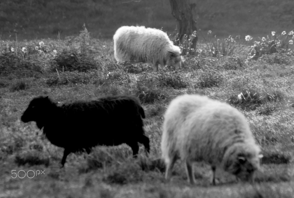 1.4x Teleconverter sample photo. The black sheep photography