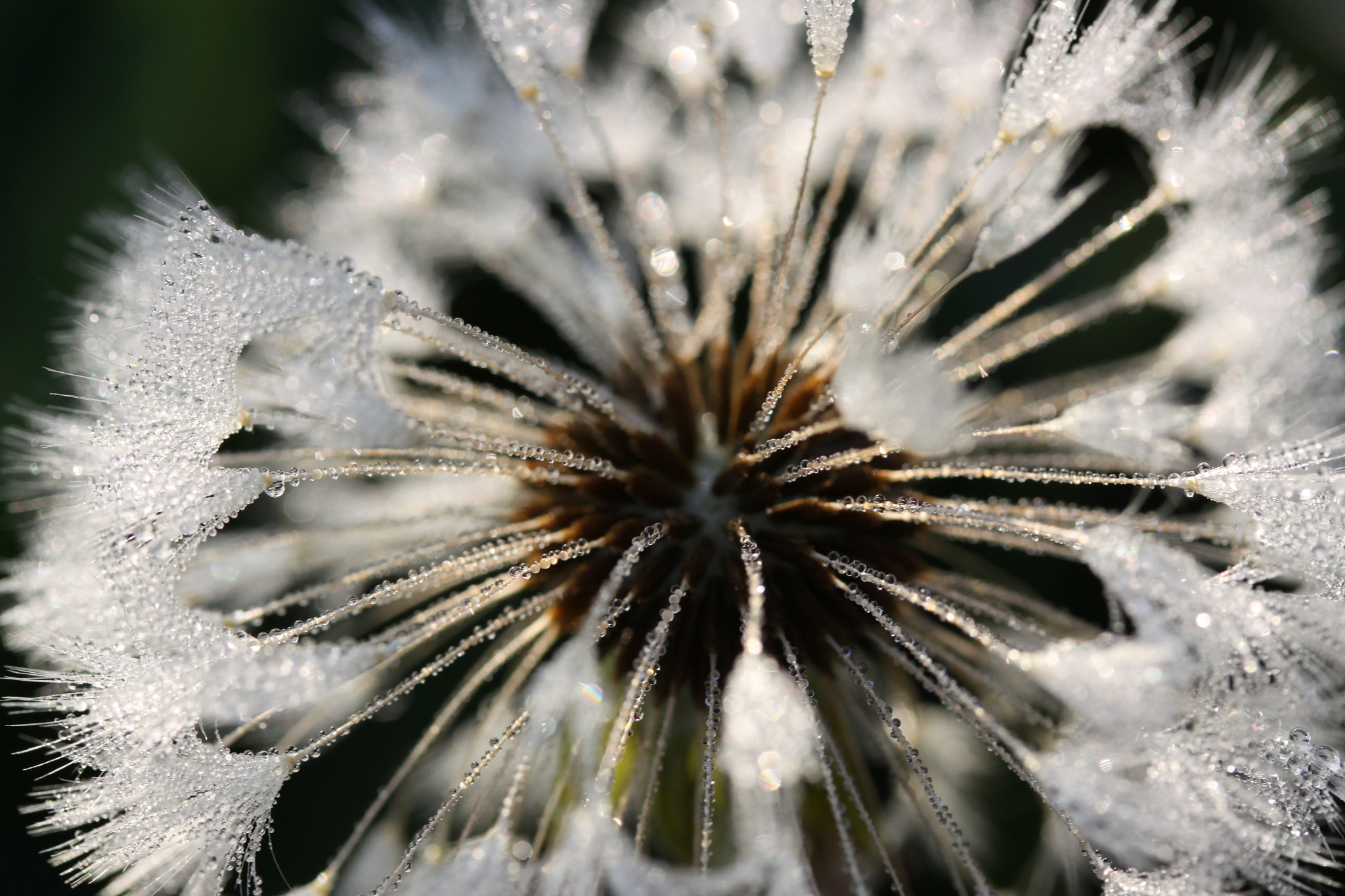 Canon EF-S 60mm F2.8 Macro USM sample photo. Morning dew photography