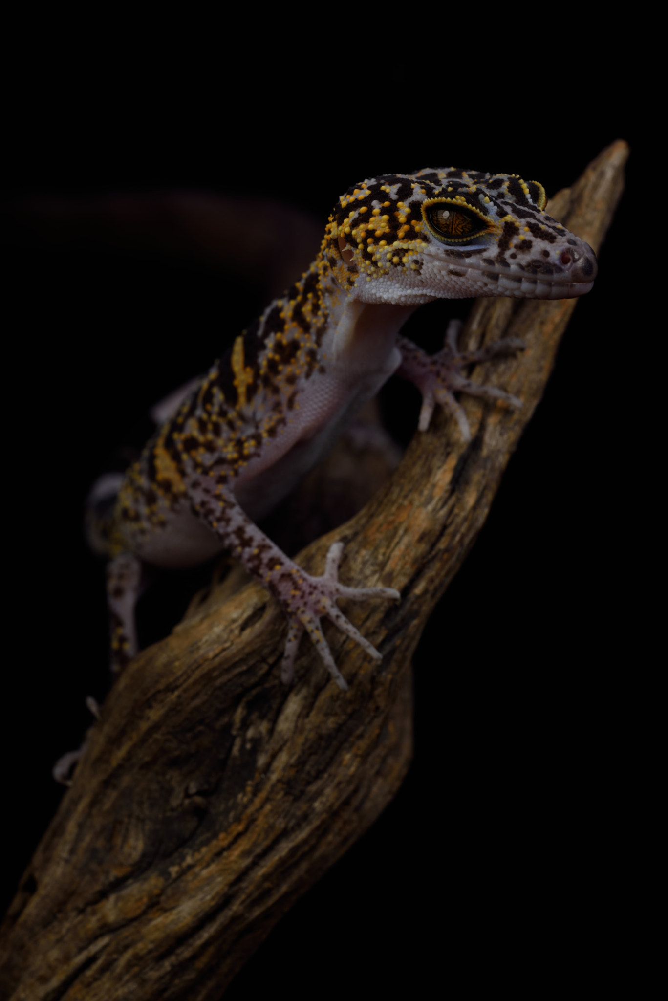 ZEISS Makro-Planar T* 50mm F2 sample photo. Goniurosaurus catbaensis photography