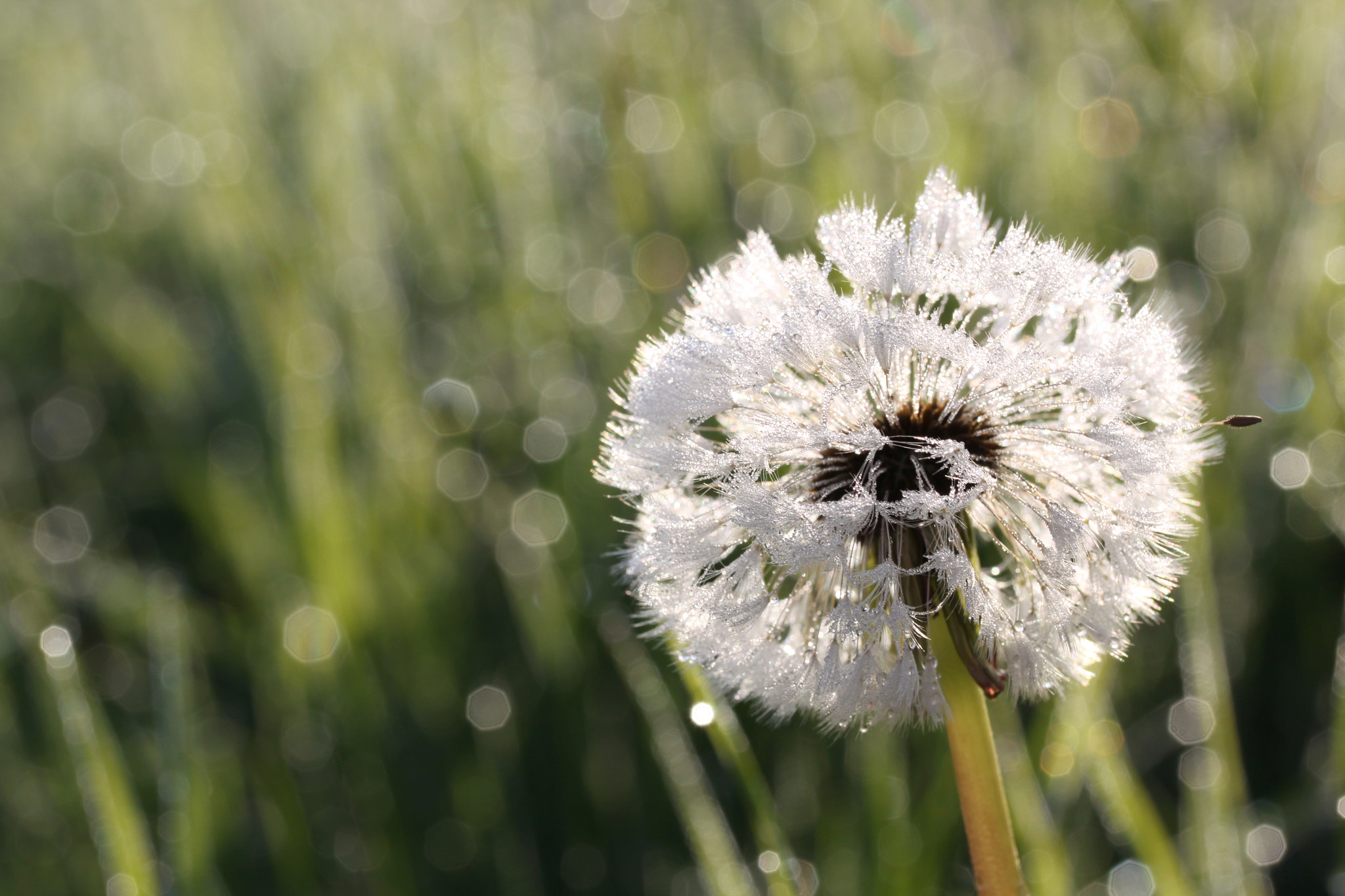 Canon EF-S 60mm F2.8 Macro USM sample photo. Dmuchawiec photography