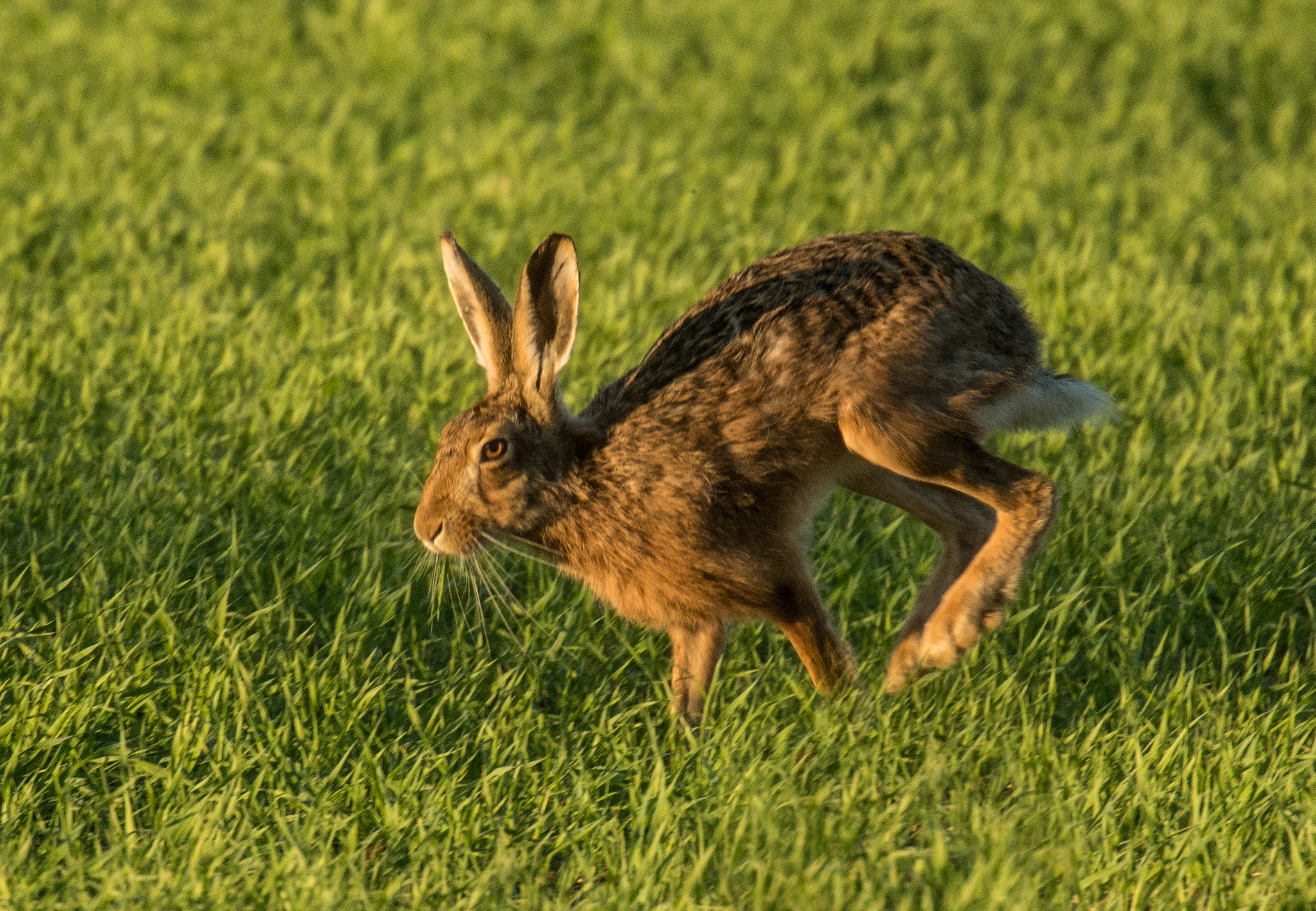 Nikon Nikkor AF-S 300mm F4E PF ED VR sample photo. May hares photography