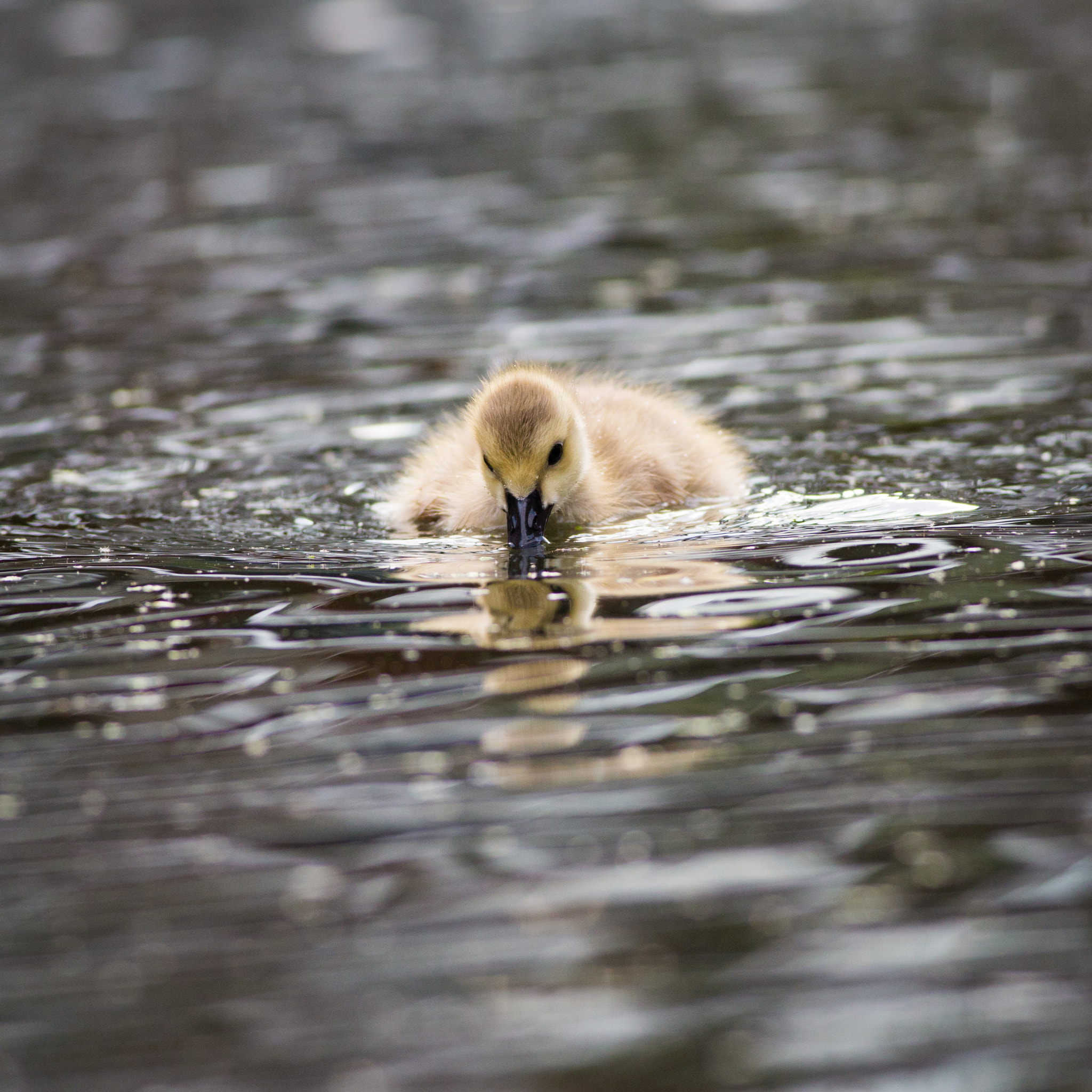Canon EOS 6D + Canon EF 400mm F5.6L USM sample photo. Gosling in regent's canal photography