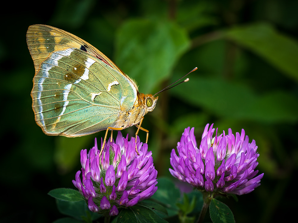 Nikon D7200 + Nikon AF Micro-Nikkor 60mm F2.8D sample photo. Butterfly photography