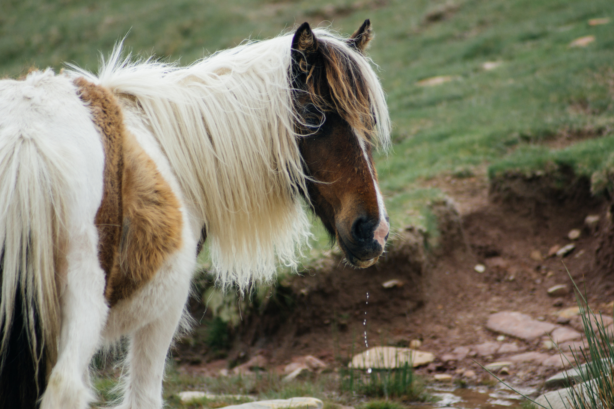 Sony 75-300mm F4.5-5.6 sample photo. Pottok de la rhune photography