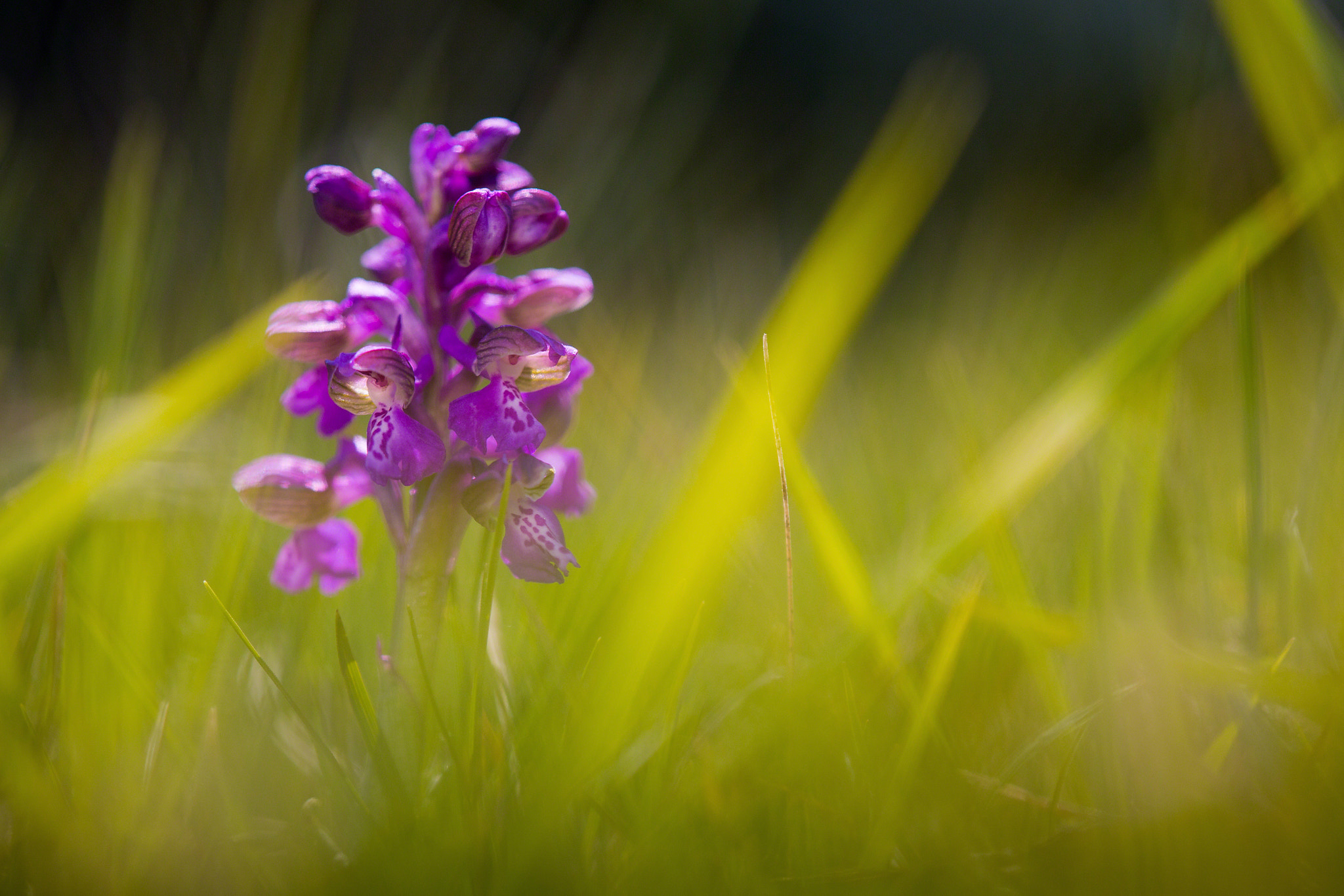 Tamron SP AF 180mm F3.5 Di LD (IF) Macro sample photo. Orchis morio photography