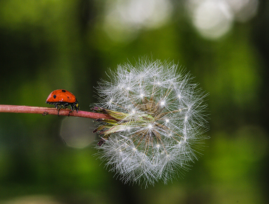 Pentax K20D + smc PENTAX-FA Macro 100mm F2.8 sample photo. Ladybug photography