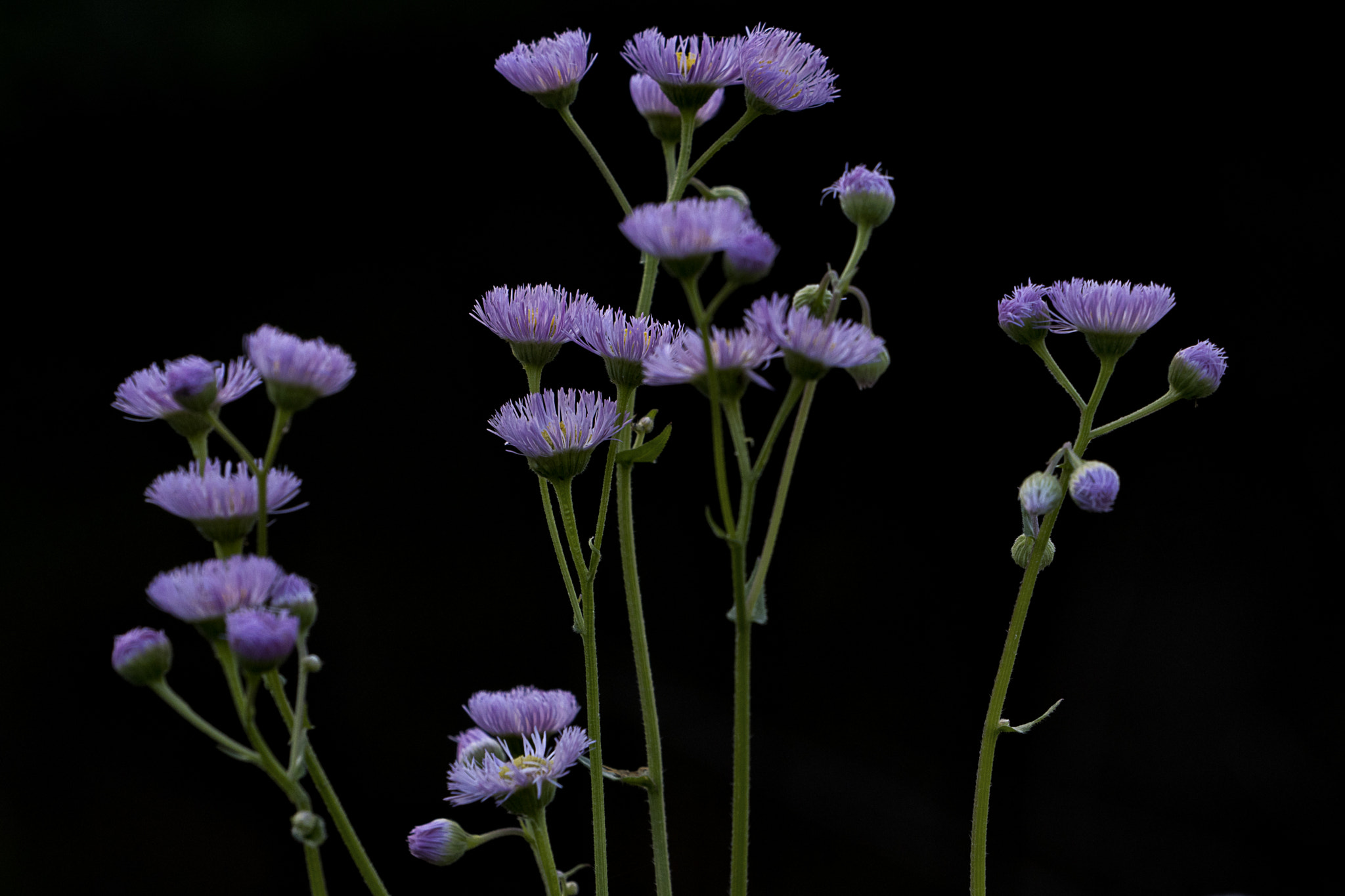 Sony a6300 + Sony FE 70-200mm F4 G OSS sample photo. Strands of purple photography