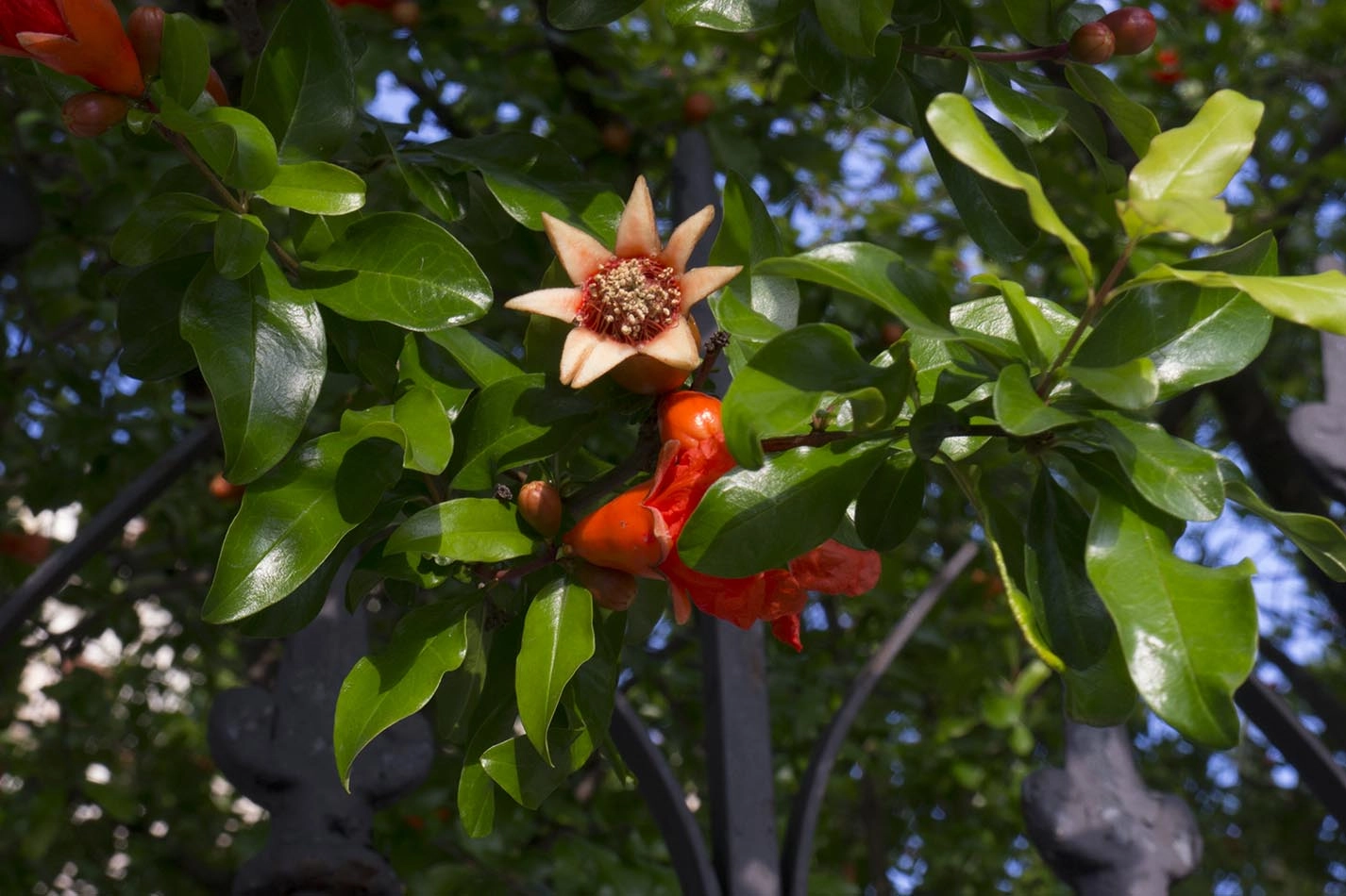 Panasonic Lumix DMC-GH2 sample photo. Flor de granado photography