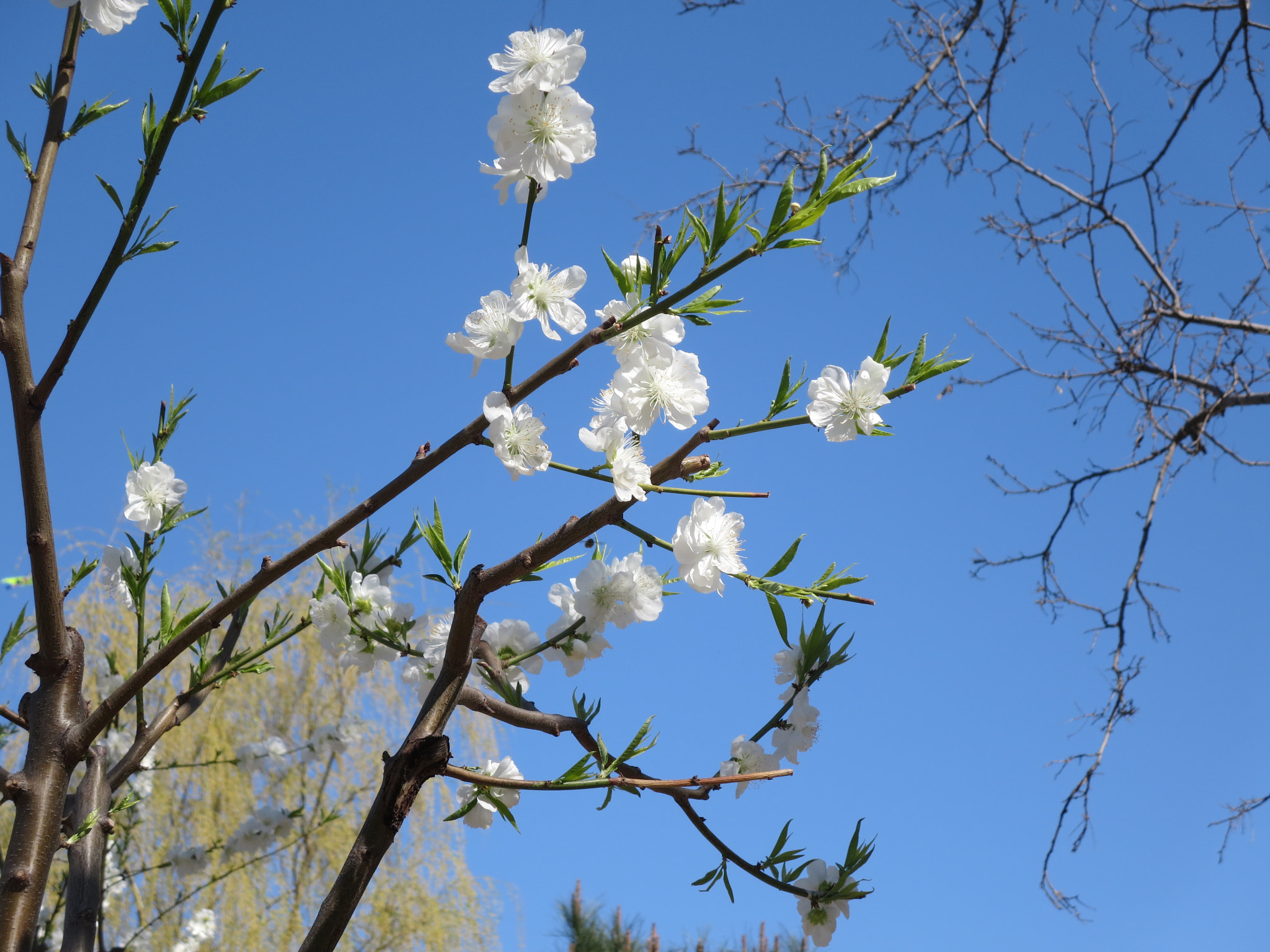 Canon PowerShot ELPH 330 HS (IXUS 255 HS / IXY 610F) sample photo. White flowers photography