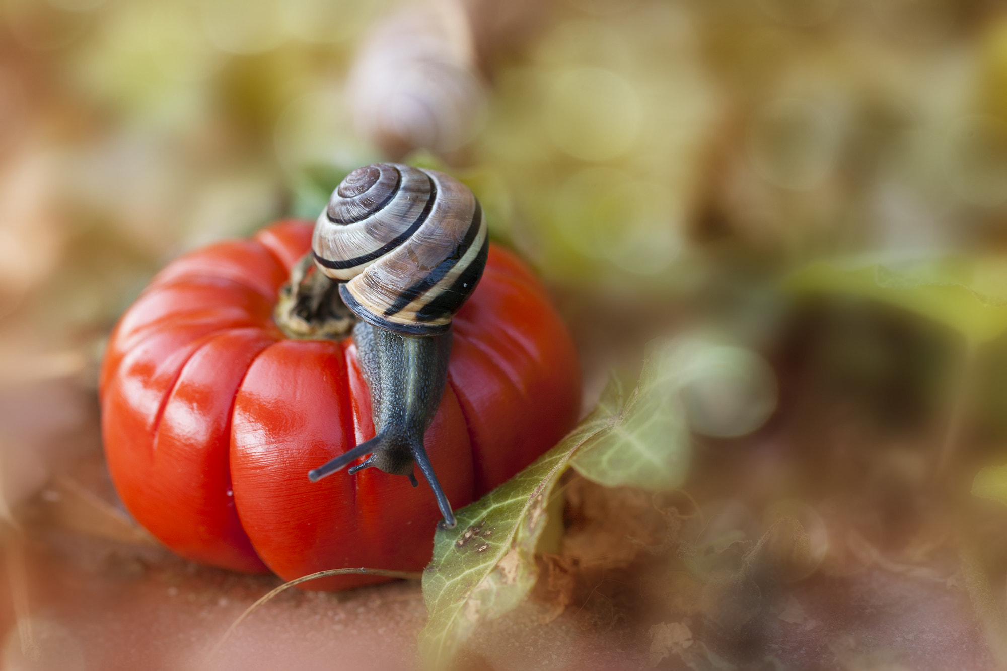 Canon EF 100mm F2.8 Macro USM sample photo. Tiny snail photography