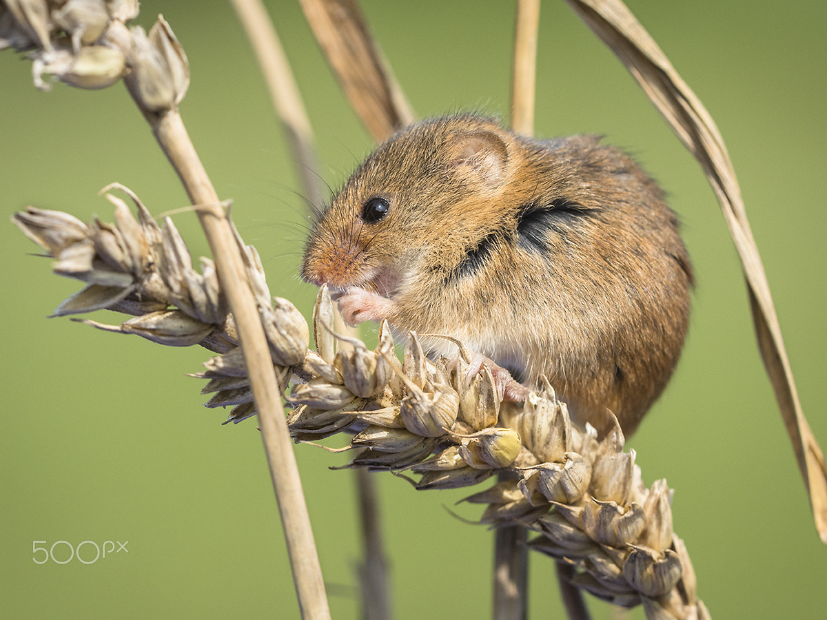 Sigma 150mm F2.8 EX DG OS Macro HSM sample photo. Feeding harvest mouse photography