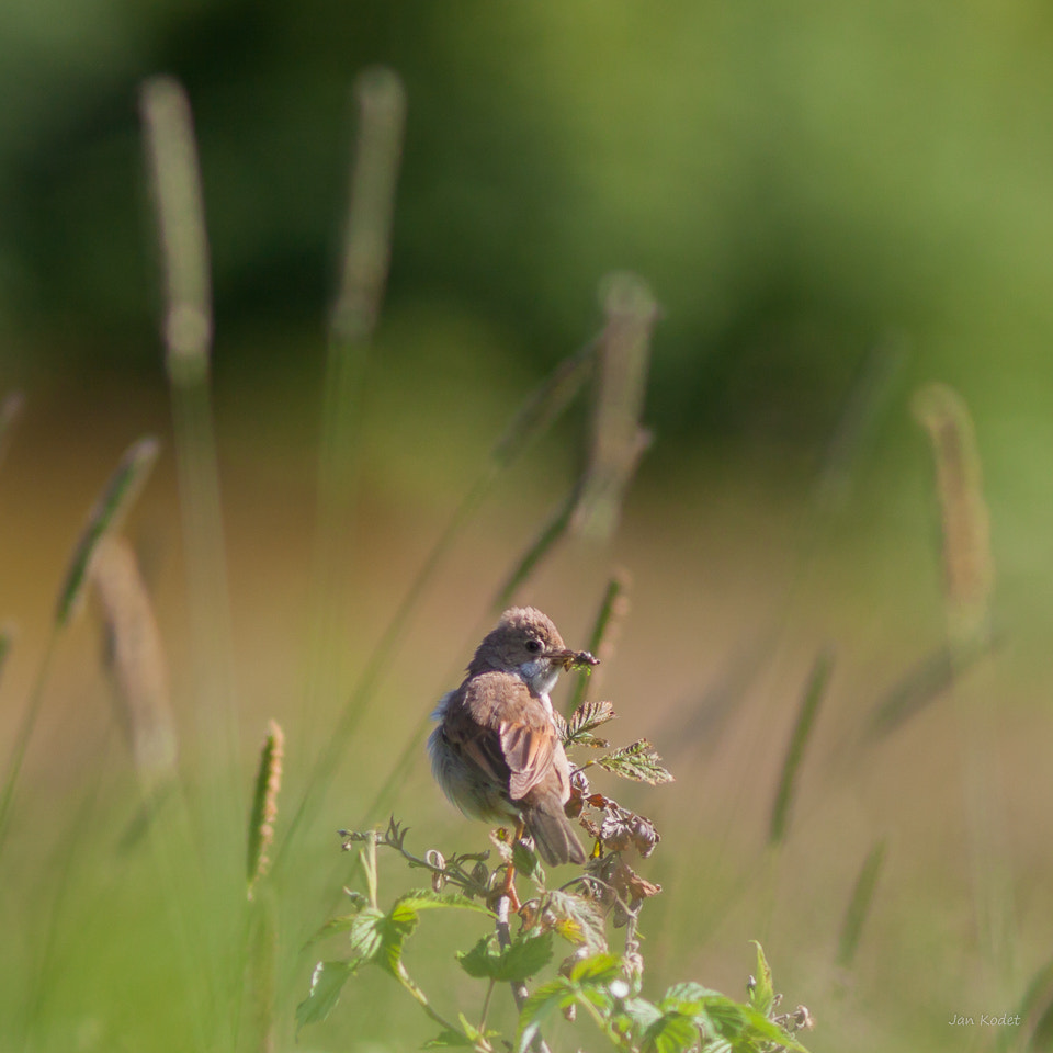 Canon EOS 50D + Canon EF 300mm F4L IS USM sample photo. Img_7022.jpg photography