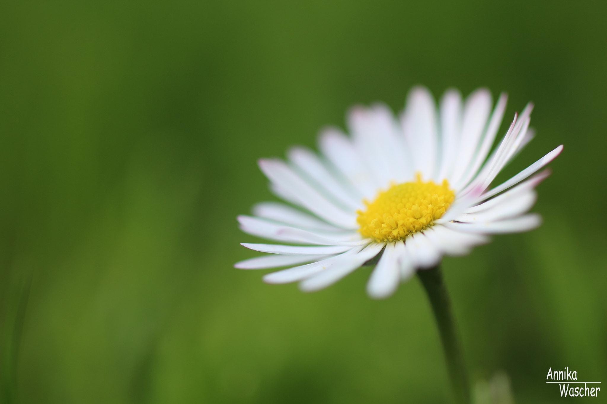 Canon EOS 70D + Sigma 18-50mm f/2.8 Macro sample photo. Daisy photography