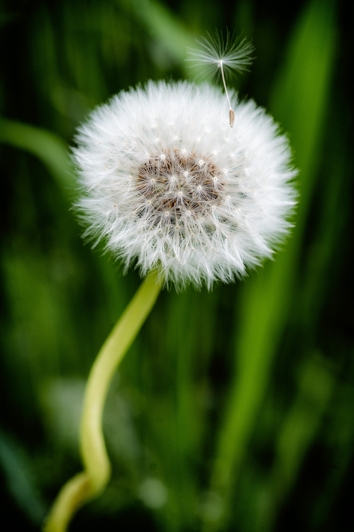 Nikon D4 + Sigma 105mm F2.8 EX DG Macro sample photo. Dandelion photography