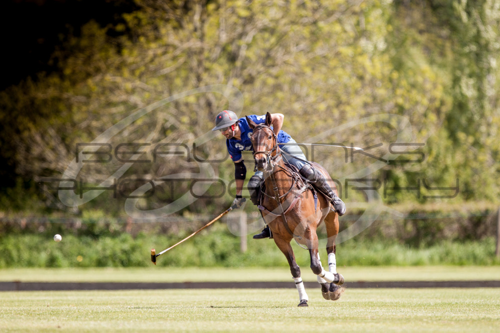 Canon EOS 500D (EOS Rebel T1i / EOS Kiss X3) + Canon EF 300mm F2.8L IS USM sample photo. Polo photography