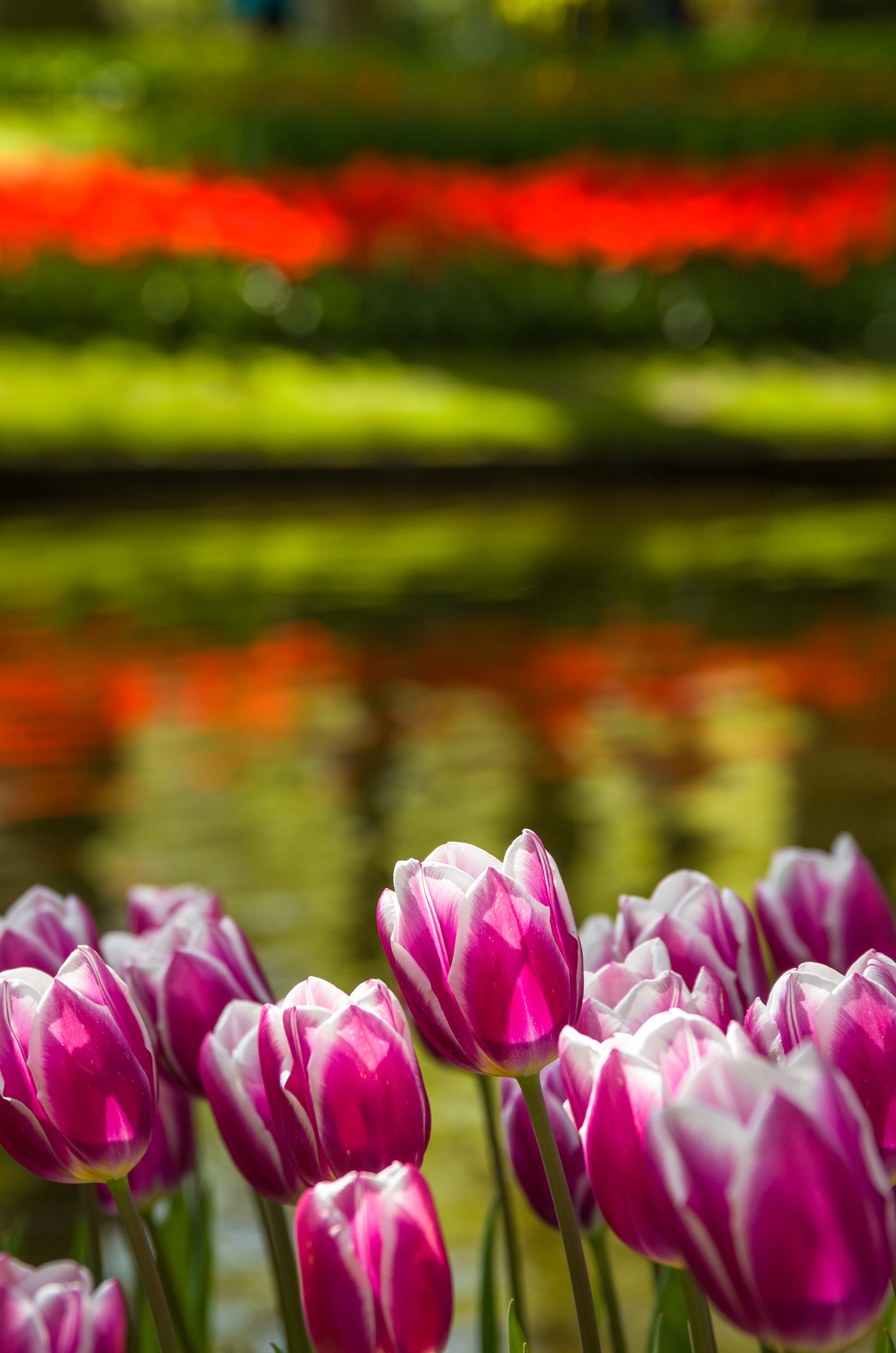 Nikon D7000 + Sigma 24-105mm F4 DG OS HSM Art sample photo. Keukenhof 1 photography