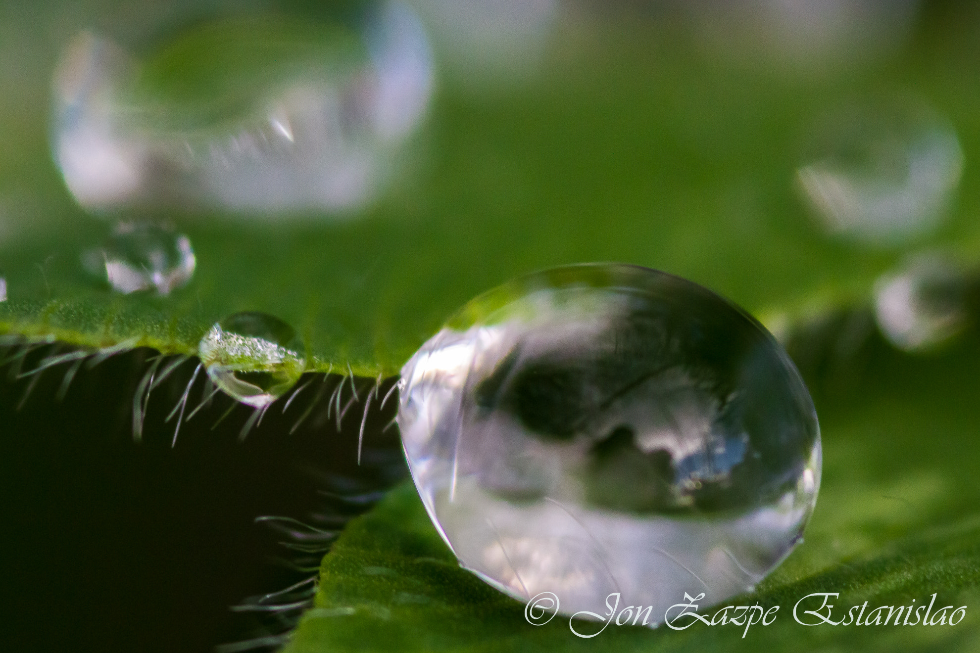 Canon EOS 7D + Sigma 105mm F2.8 EX DG Macro sample photo. Drops photography