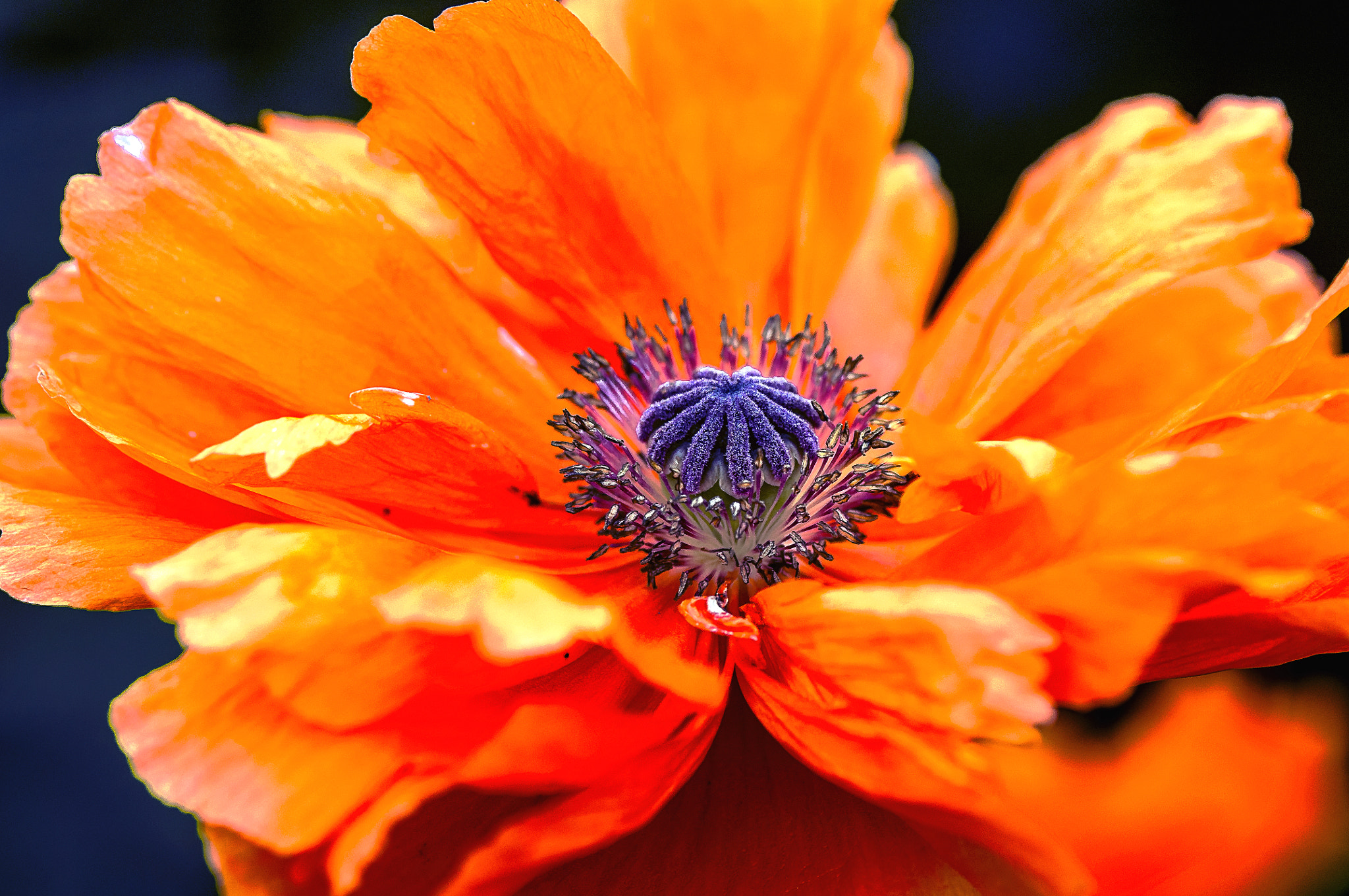 Nikon D300 + AF Micro-Nikkor 105mm f/2.8 sample photo. Маки photography