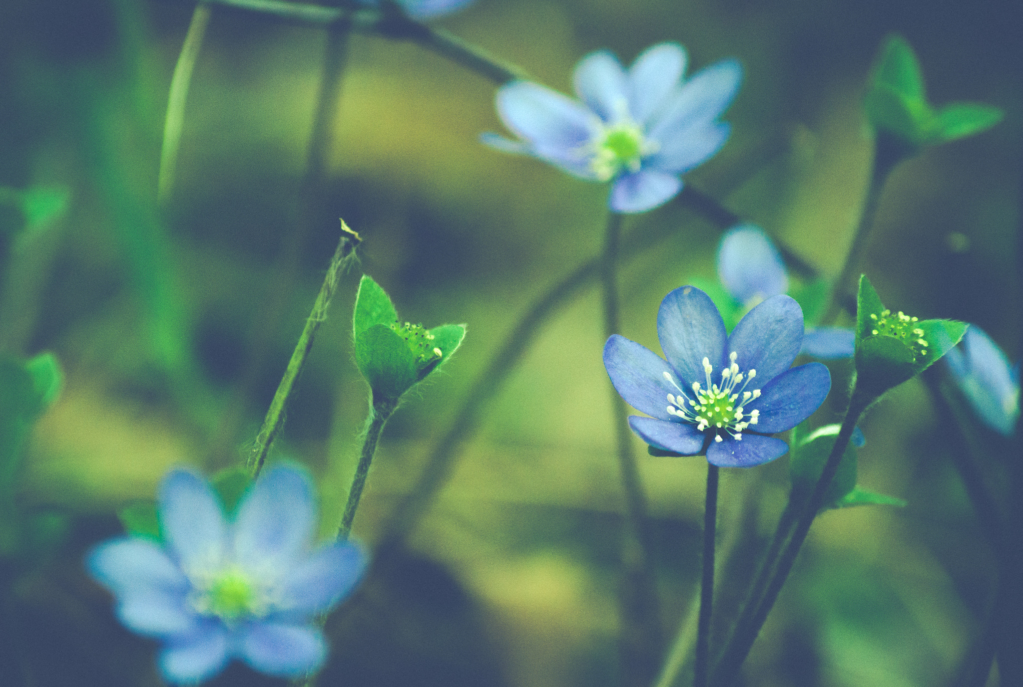 Tamron AF 55-200mm F4-5.6 Di II LD Macro sample photo. Flowers photography