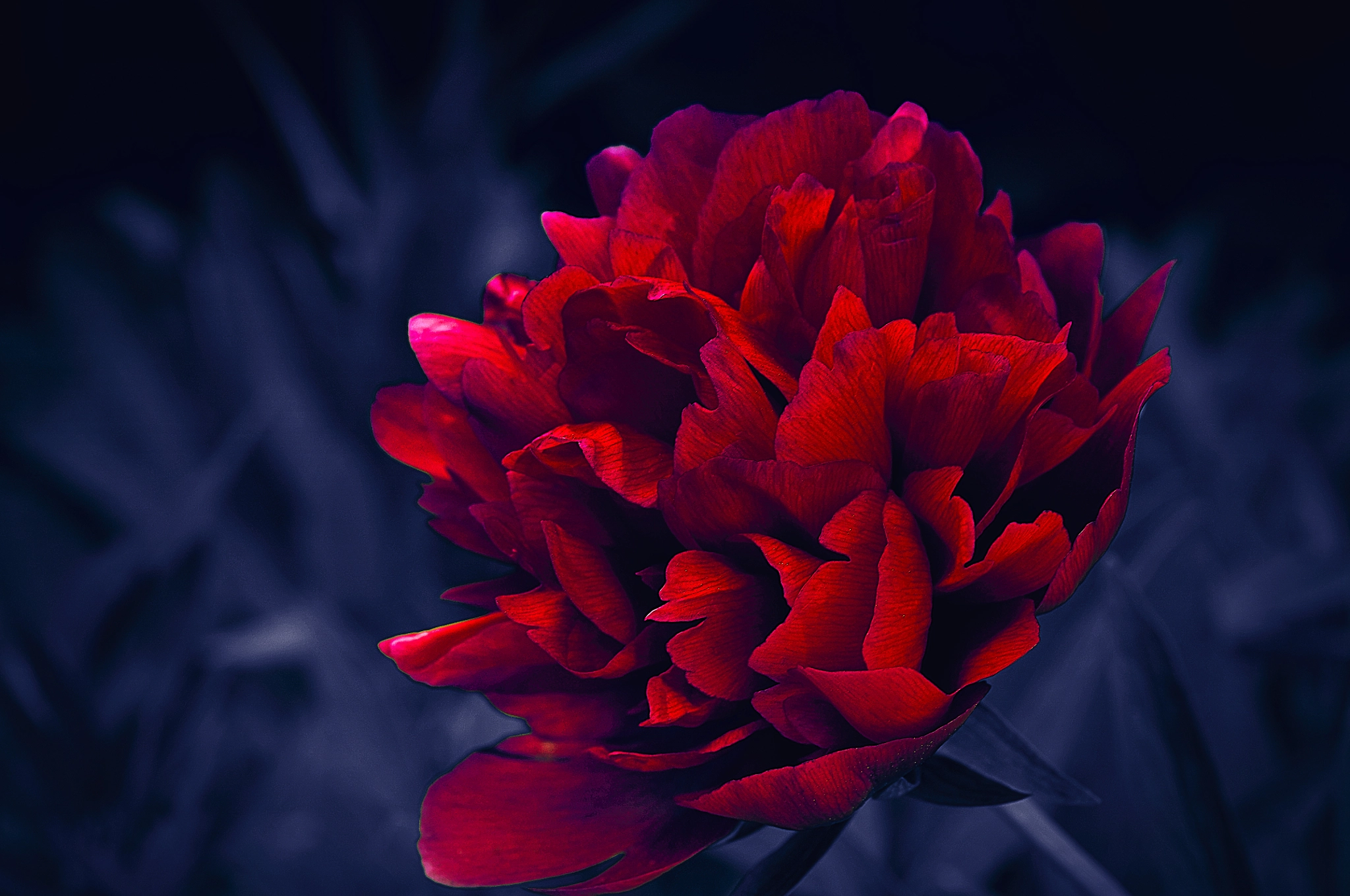 Nikon D300 + AF Micro-Nikkor 105mm f/2.8 sample photo. Пион photography