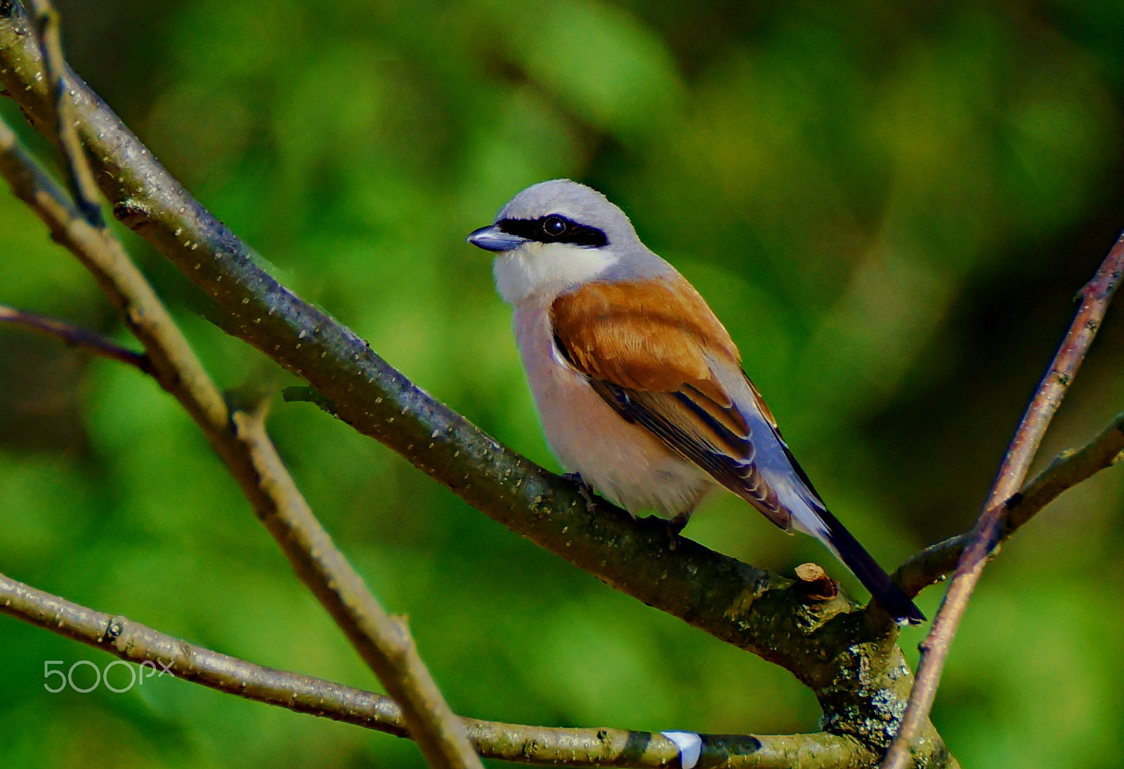 Sony SLT-A77 + Tamron SP 150-600mm F5-6.3 Di VC USD sample photo. Tuhyk obecny photography