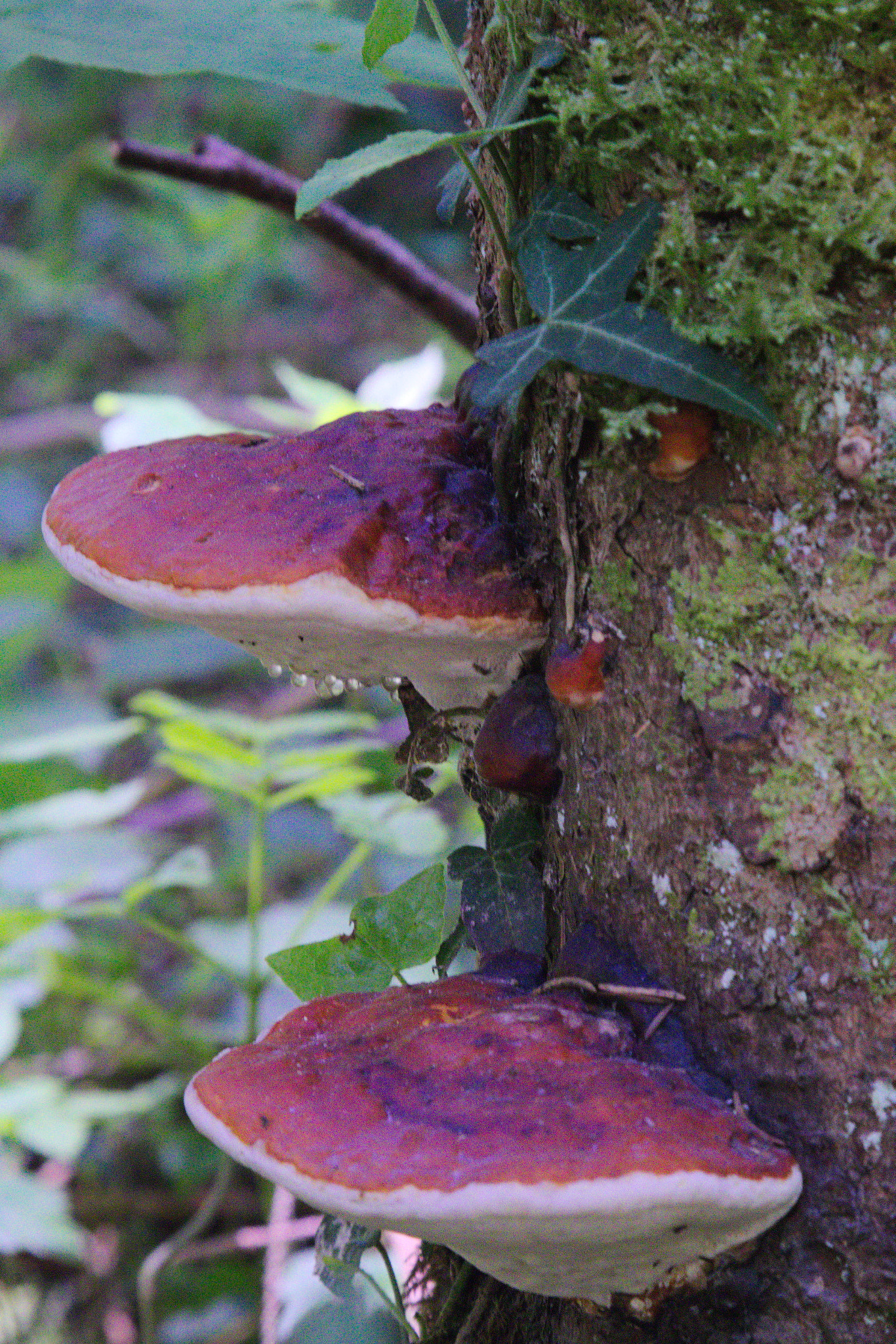 Canon EF 24-85mm F3.5-4.5 USM sample photo. Mushroom photography