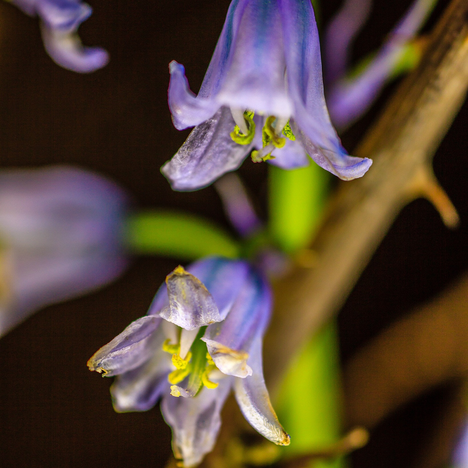 Canon EF 180mm F3.5L Macro USM sample photo