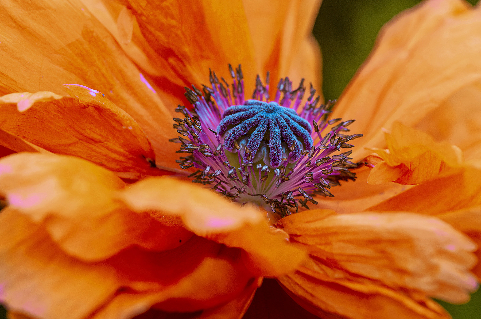 Nikon D300 + AF Micro-Nikkor 105mm f/2.8 sample photo. Красный мак photography