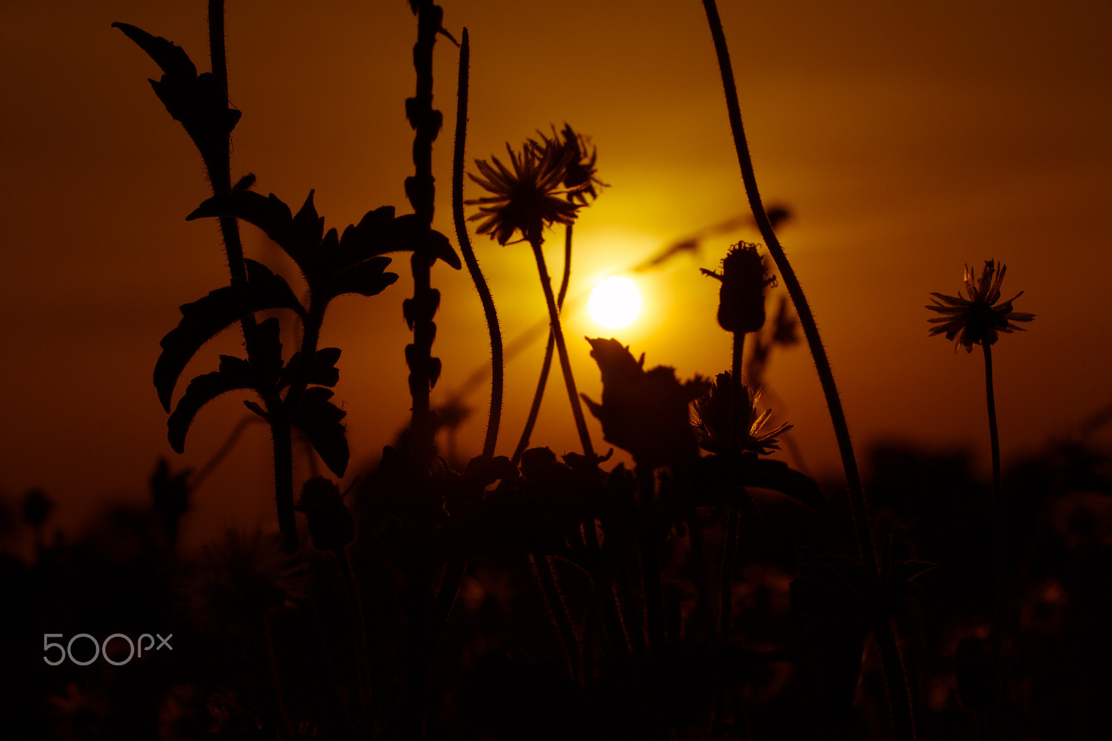 Canon EF-S 18-135mm F3.5-5.6 IS STM sample photo. Flowers in sunset light photography