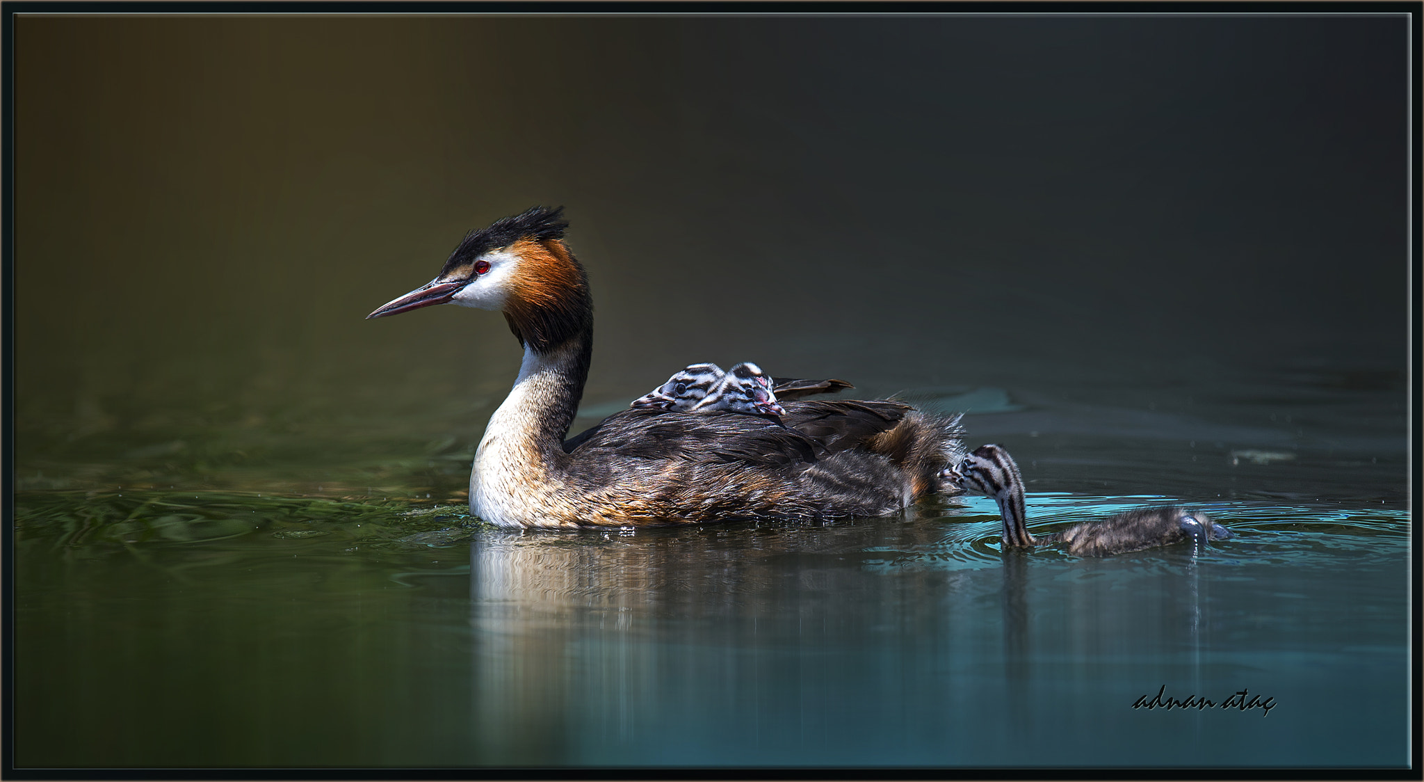 Sigma 150-600mm F5-6.3 DG OS HSM | S sample photo. Bahri - great crested grebe - podiceps cristatus photography