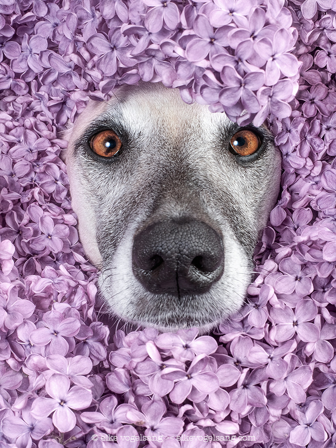 Spring pictures - Lilacs by Elke Vogelsang on 500px.com