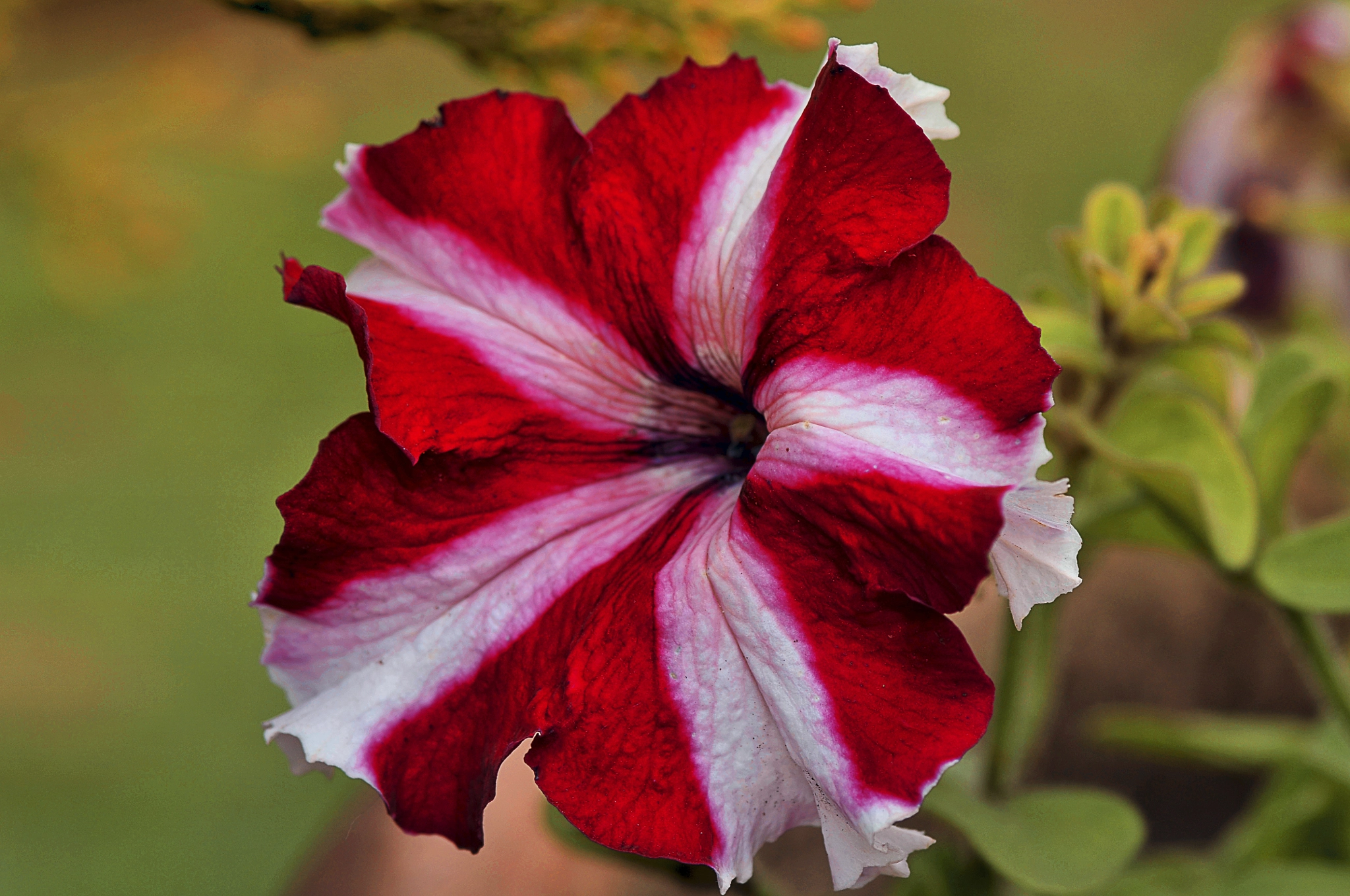 Nikon D300 + AF Micro-Nikkor 105mm f/2.8 sample photo. Цветок photography