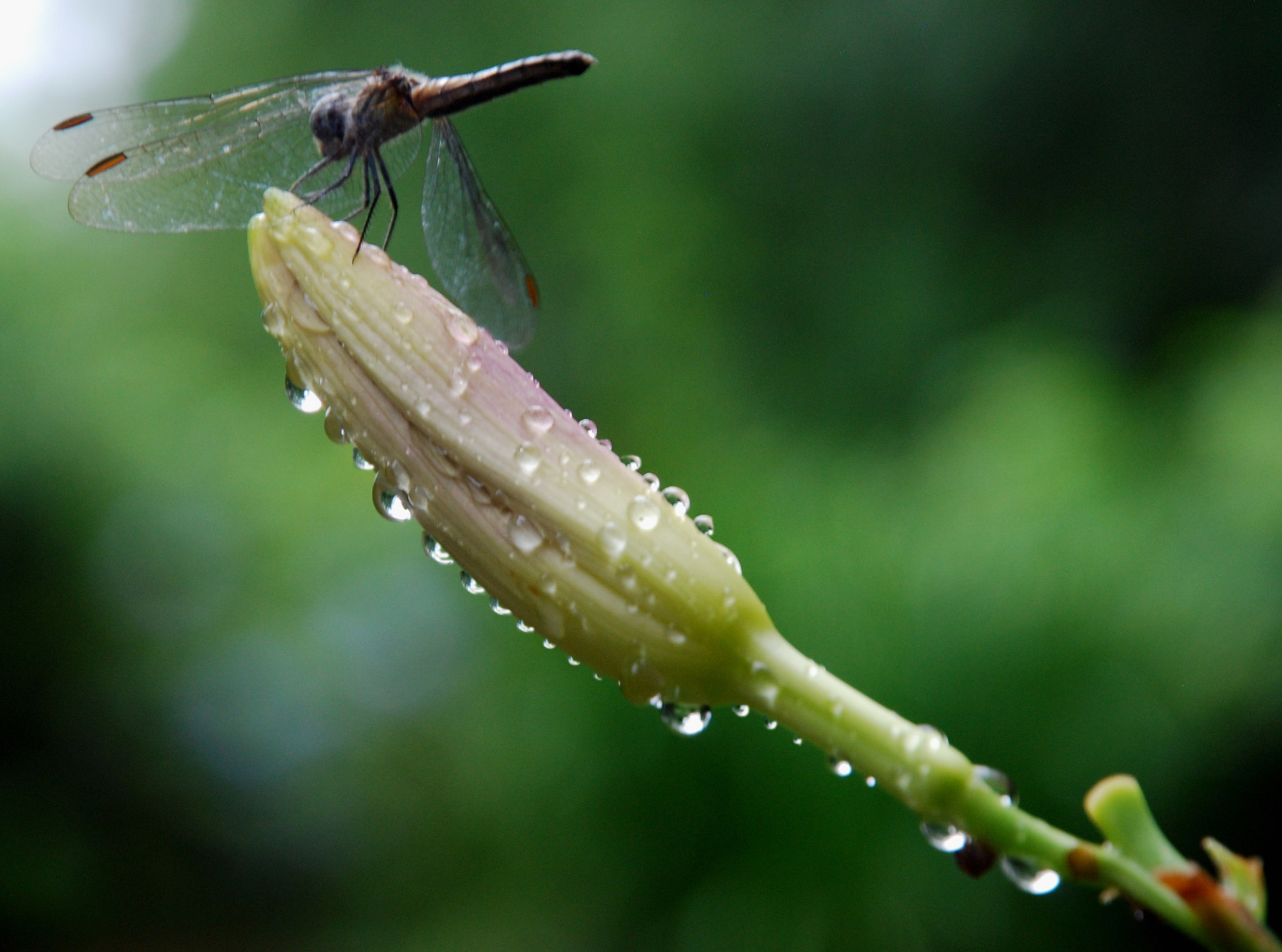 Nikon D60 sample photo. Rain or shine, life goes on.. photography
