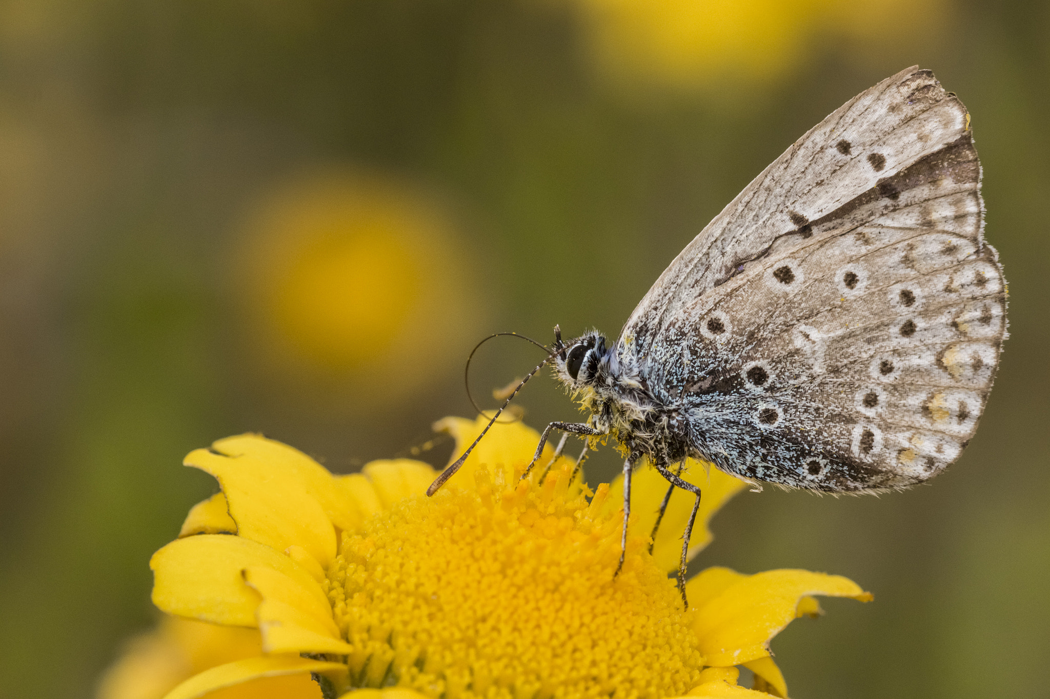 Sigma 105mm F2.8 EX DG OS HSM sample photo. Lycaenidae polyommatus photography