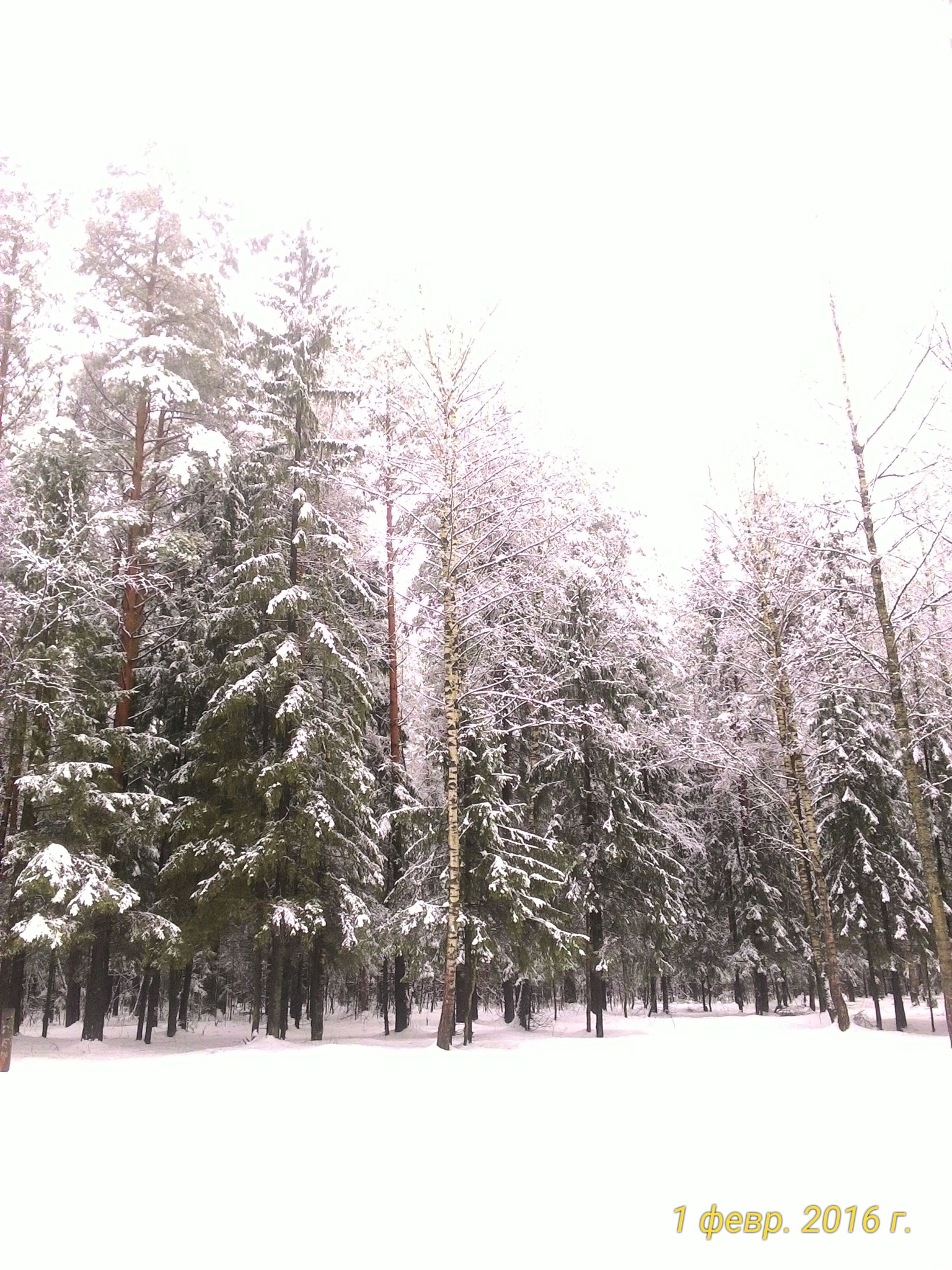ASUS ZenFone 2 (ZE500CL) sample photo