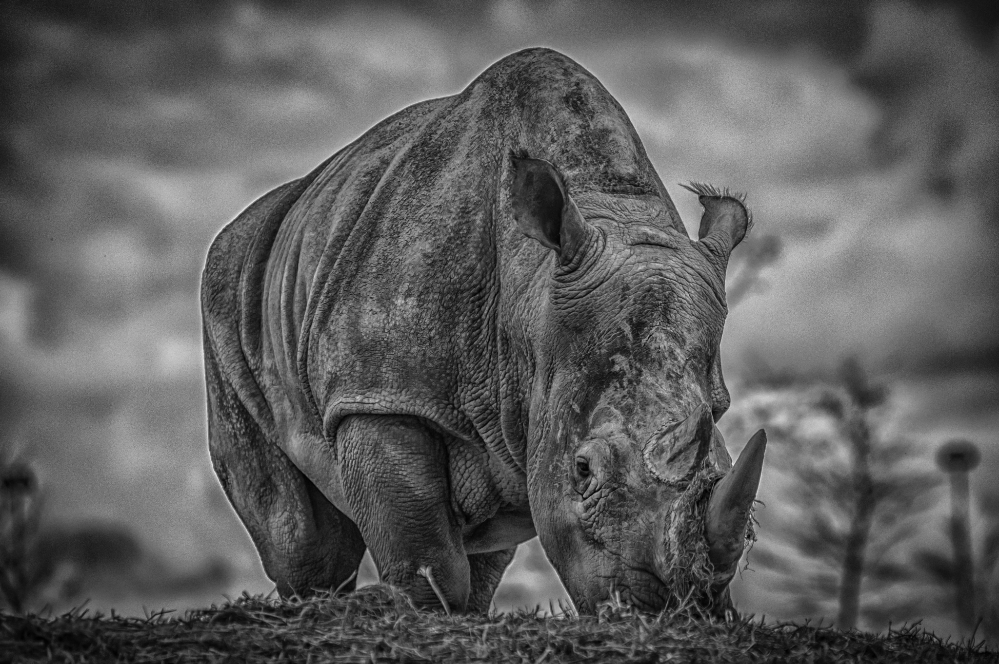 Nikon AF-Nikkor 80-200mm F2.8D ED sample photo. Hippo photography