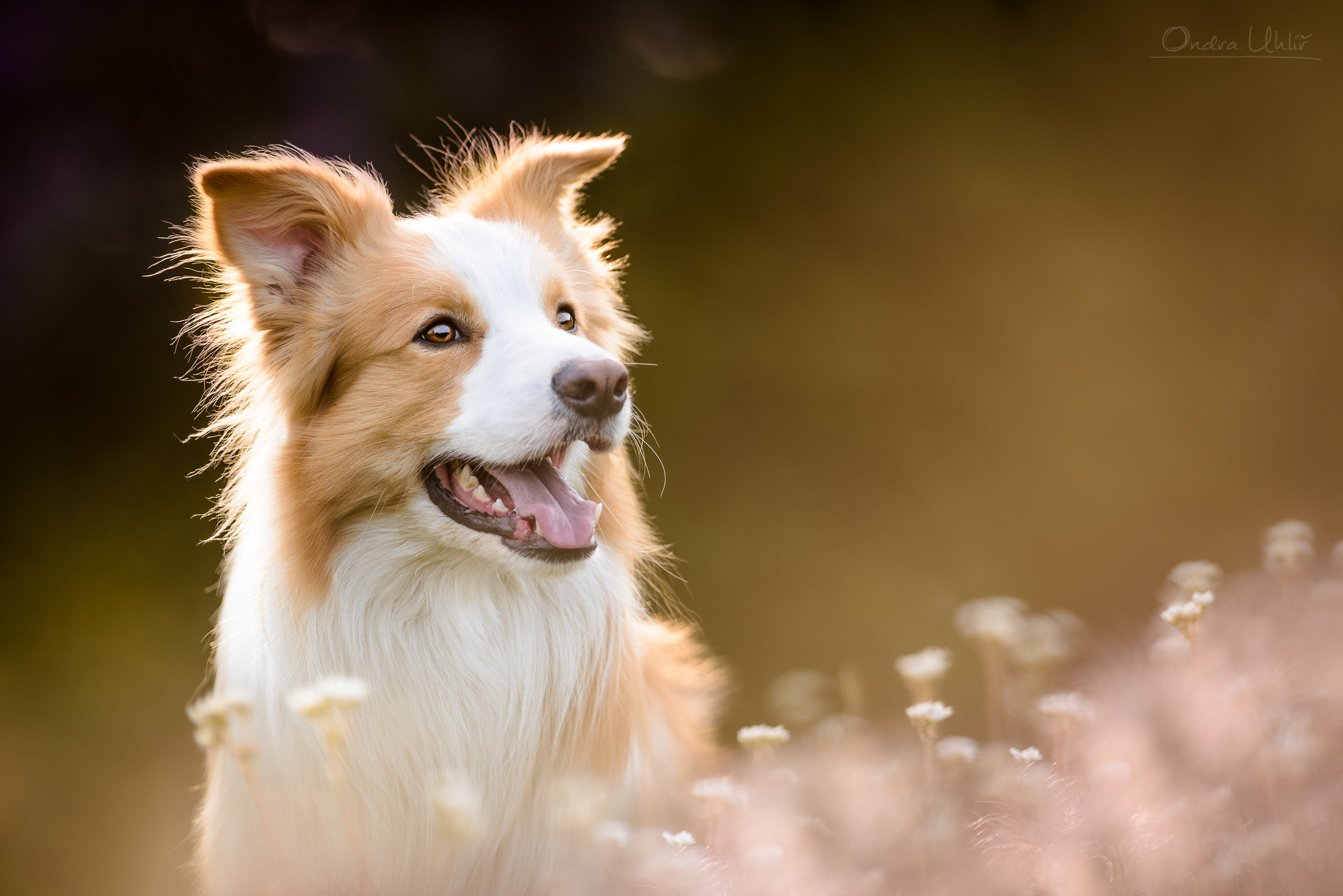 Border Collie Rio By Ondřej Uhlíř   500px