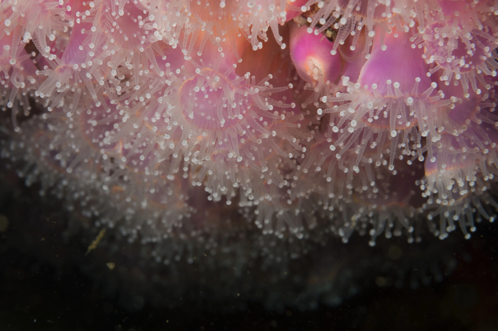 Nikon AF-S Micro-Nikkor 60mm F2.8G ED sample photo. Strawberry anemone photography